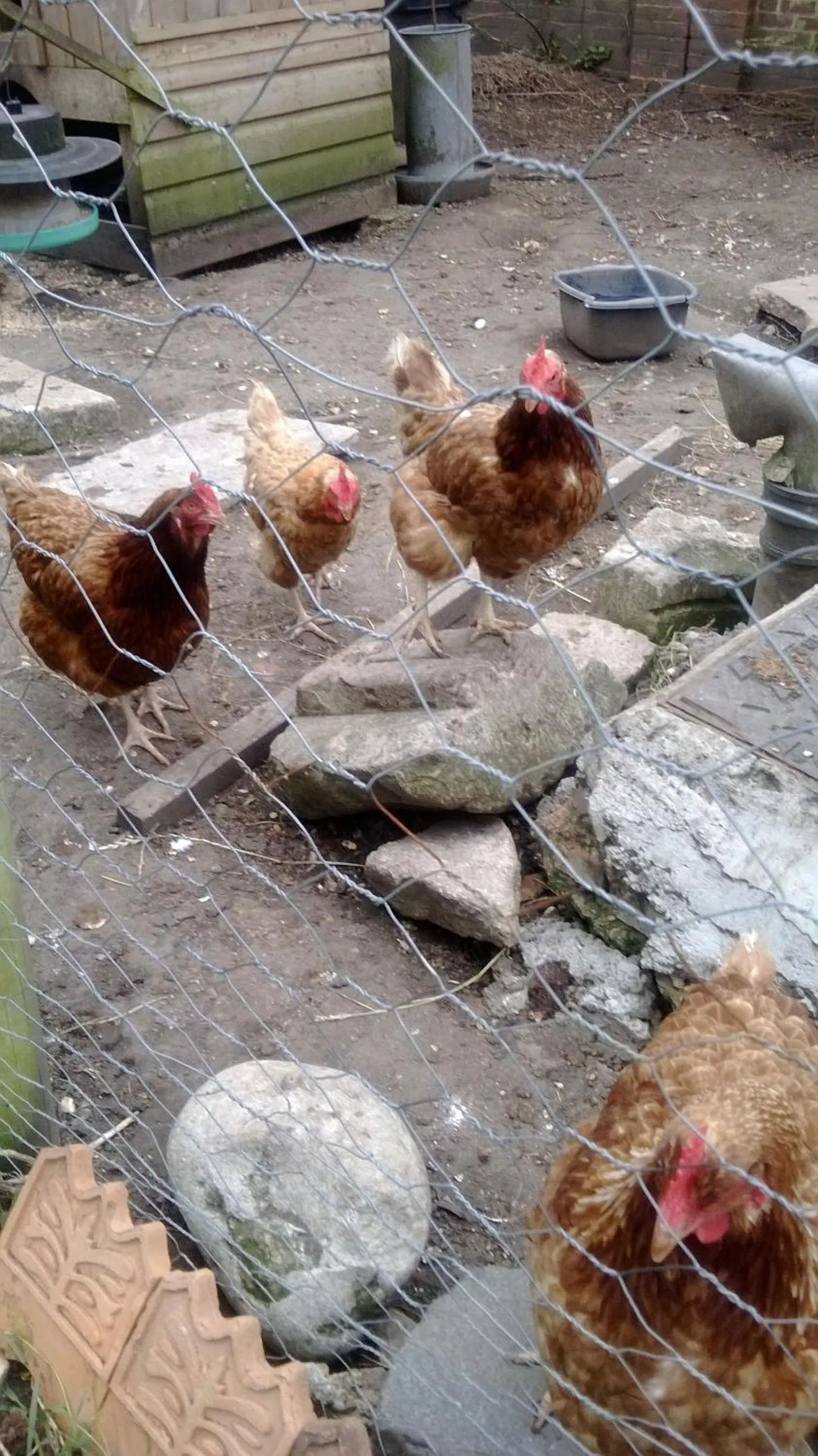 Animals in Strawberry Cottage B&B