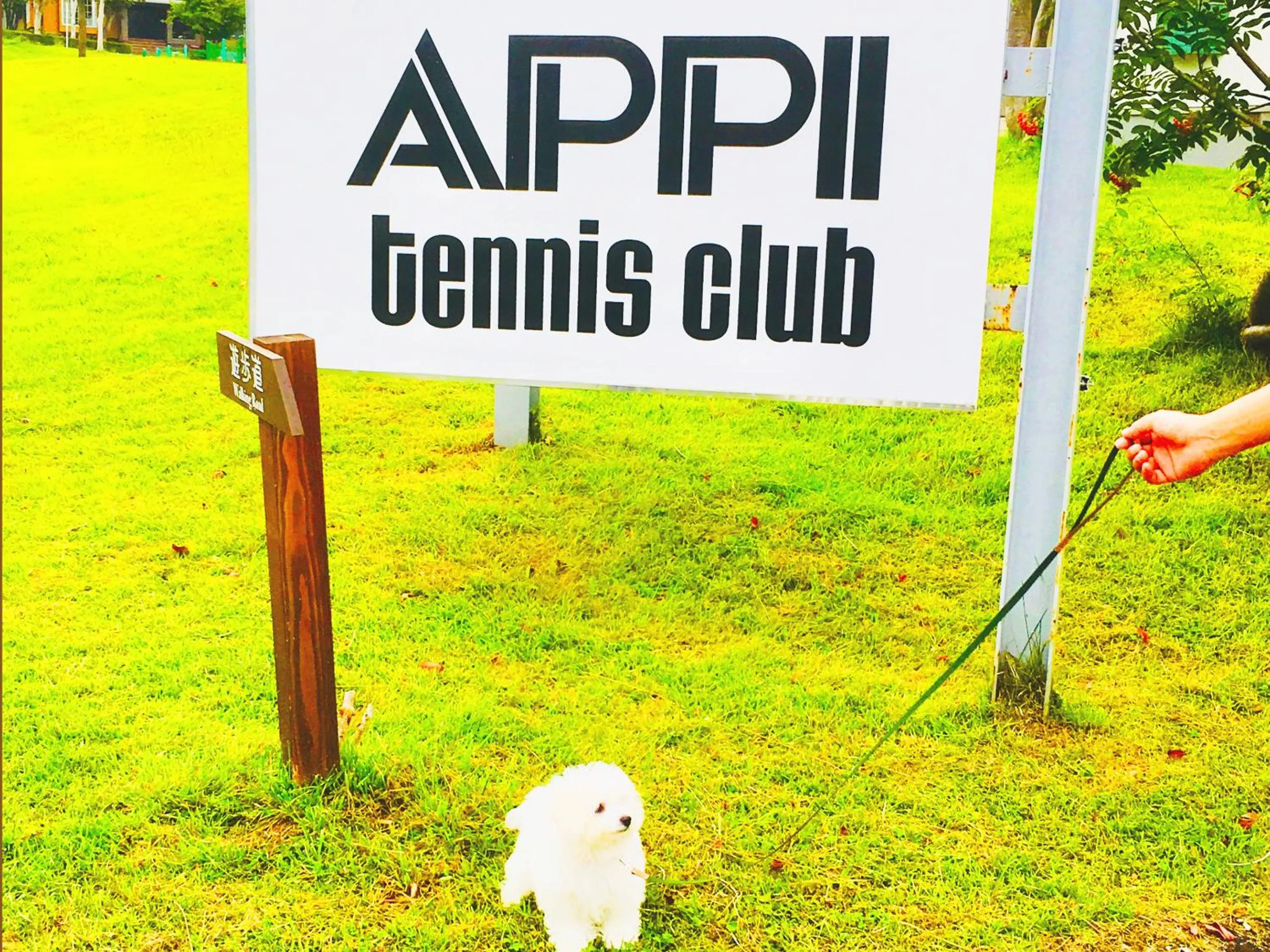 Other in Appi Arts Color