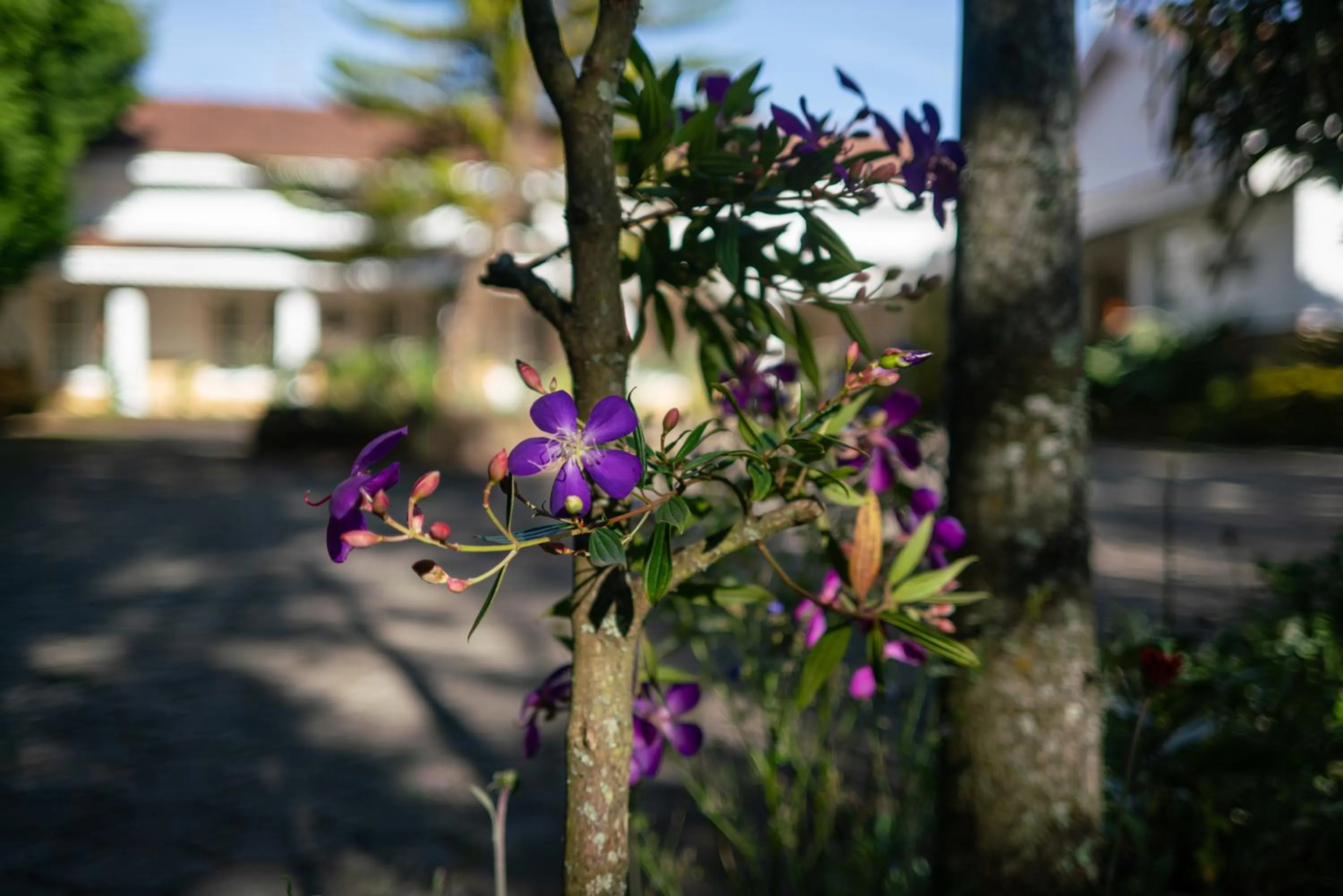 Garden in Marlihill Bungalow - A CGH Earth SAHA Experience