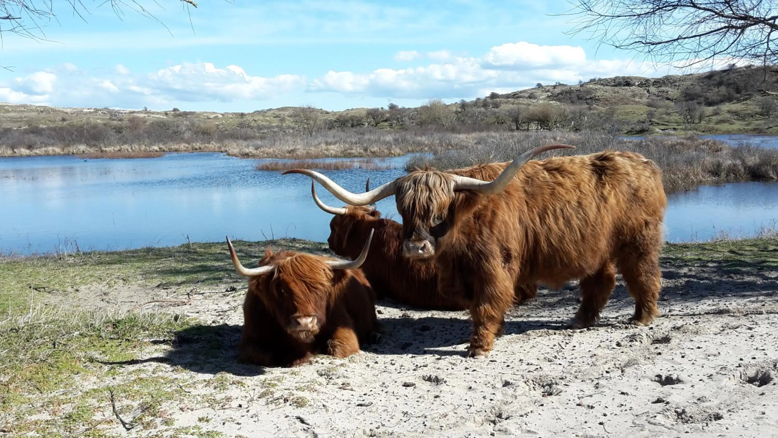 Spring in Hotel De Dennen