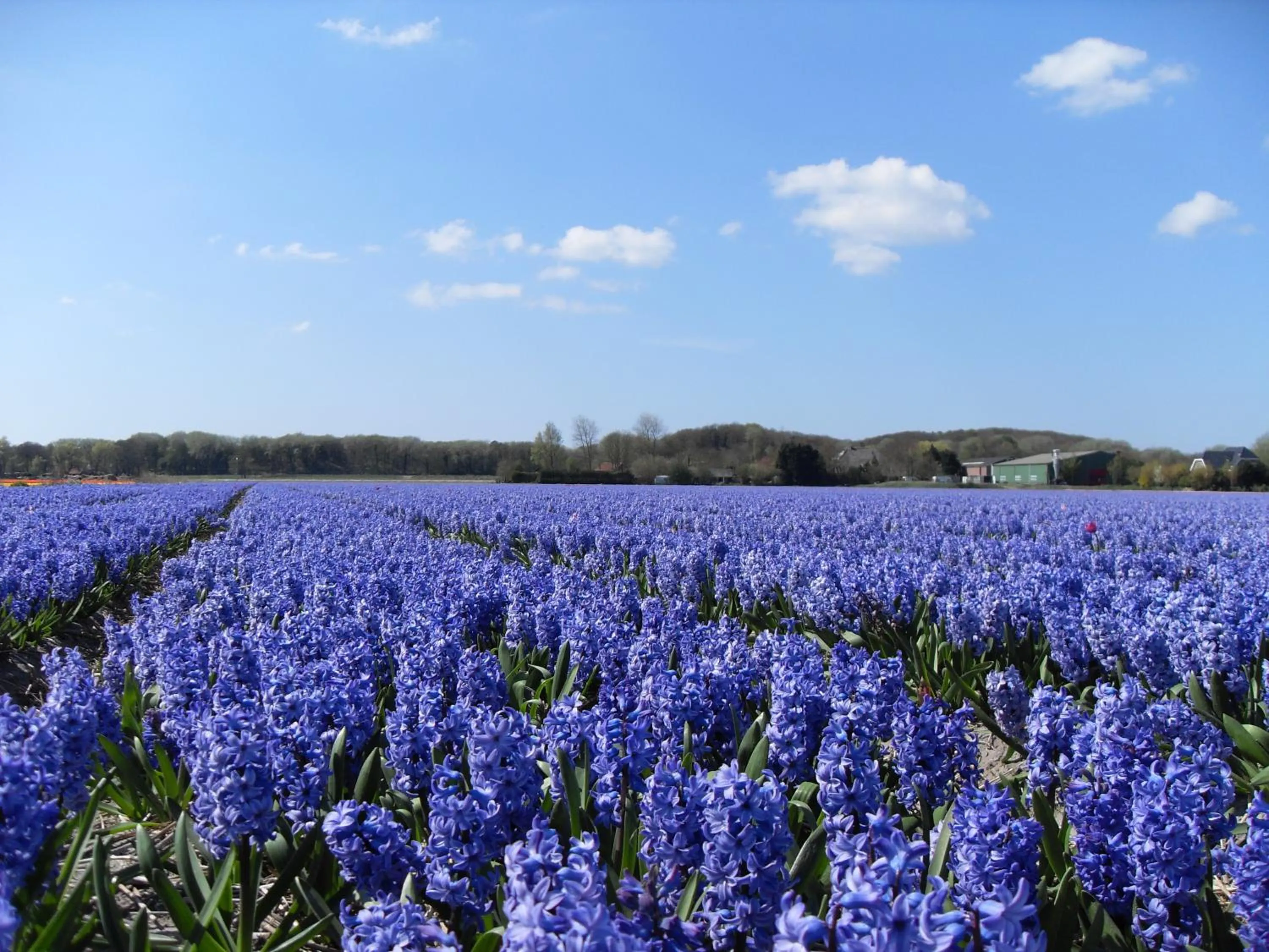 Natural landscape in Hotel De Dennen