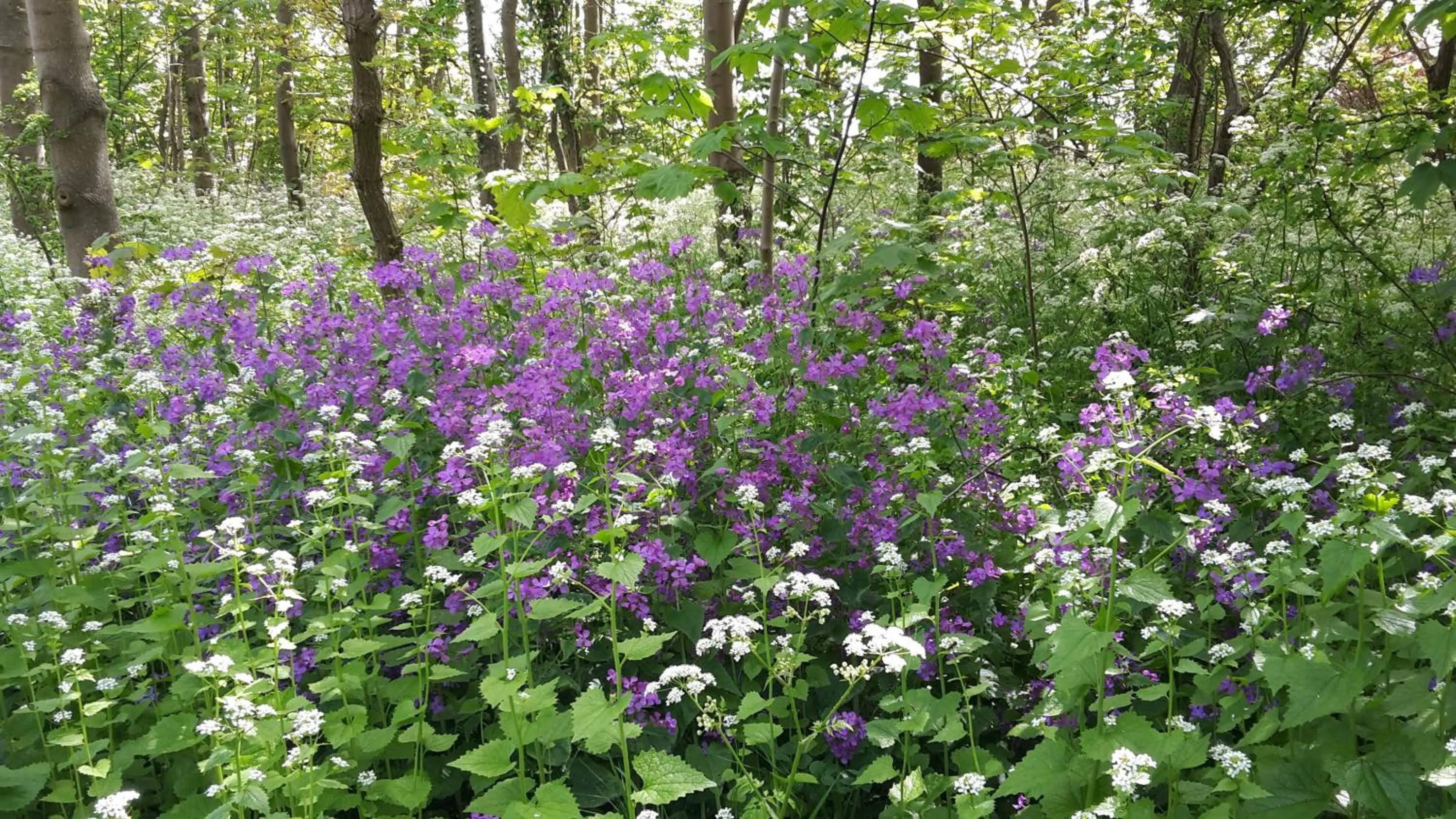 Spring in Hotel De Dennen