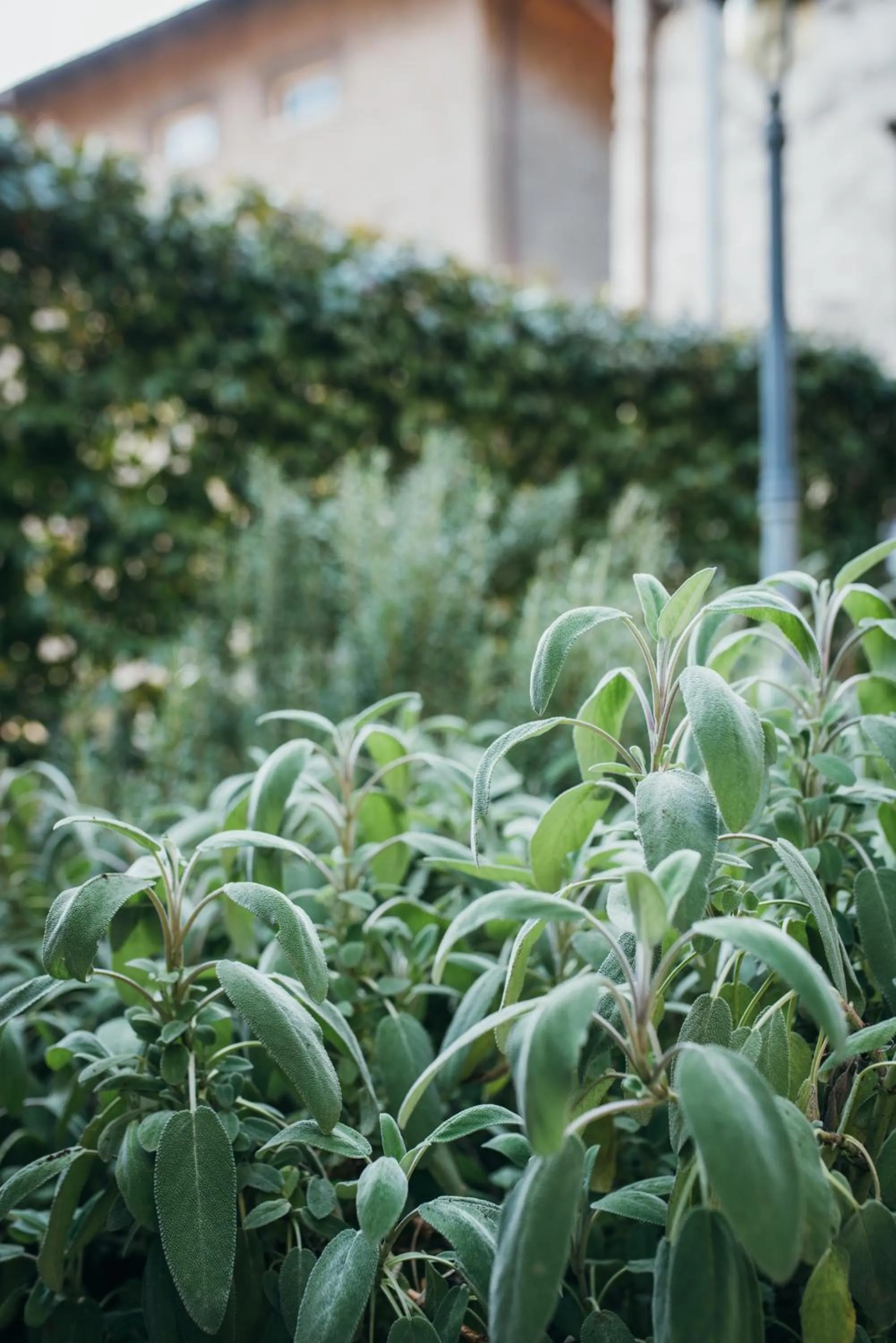 Garden view in B&B Pedelmont