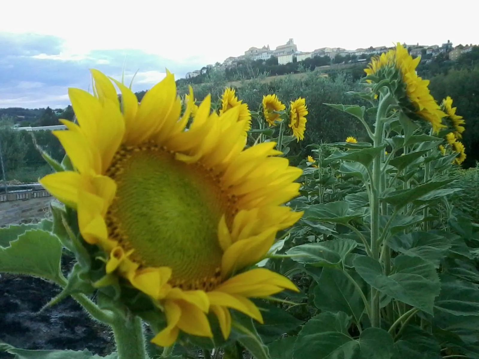 Bed and breakfast Aratro & Rosmarino