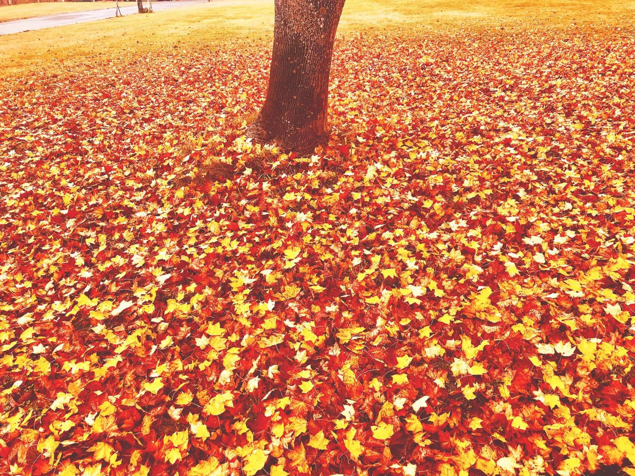 Autumn in Appi Life is Beautiful