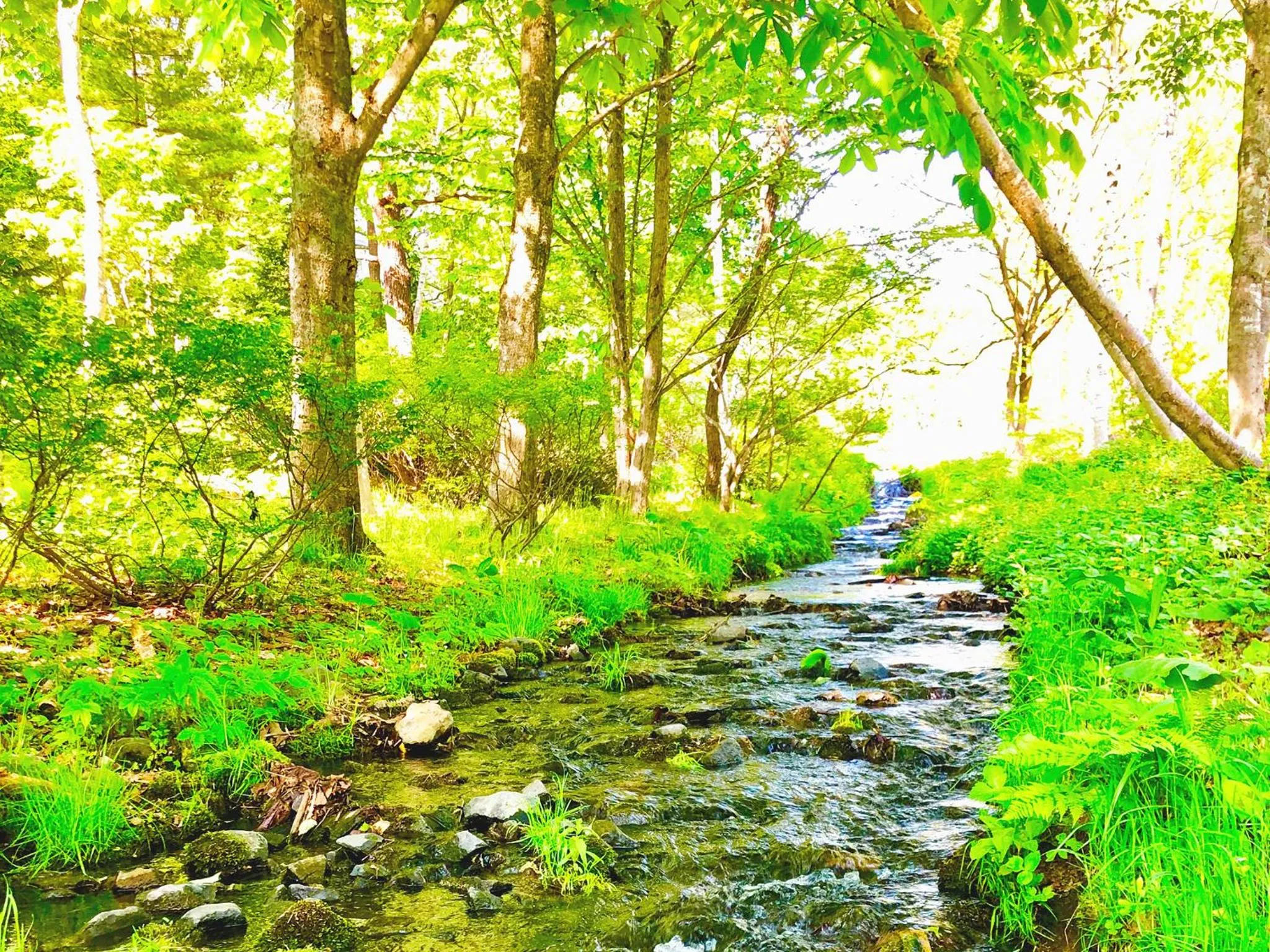 Summer in Appi Life is Beautiful