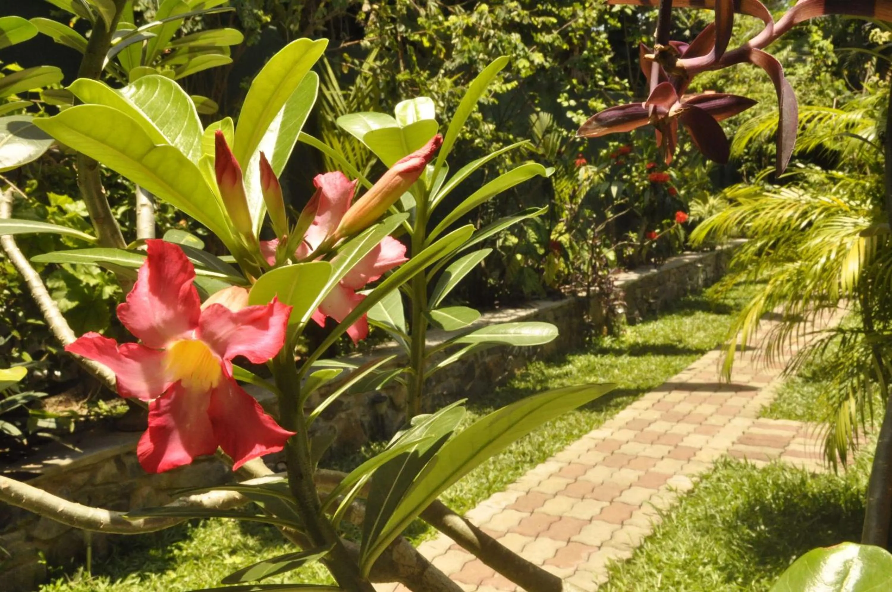 Garden in Green Villa Unawatuna