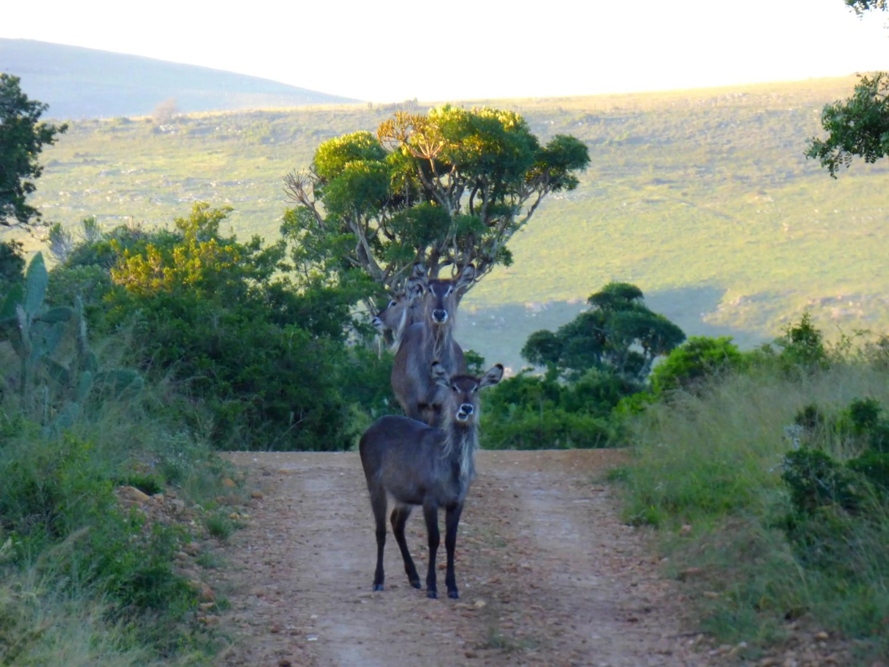 Activities in The Ranch House at African Safari Lodge