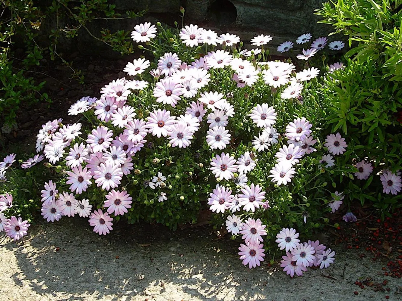 Bed and breakfast Ellera Viterbo