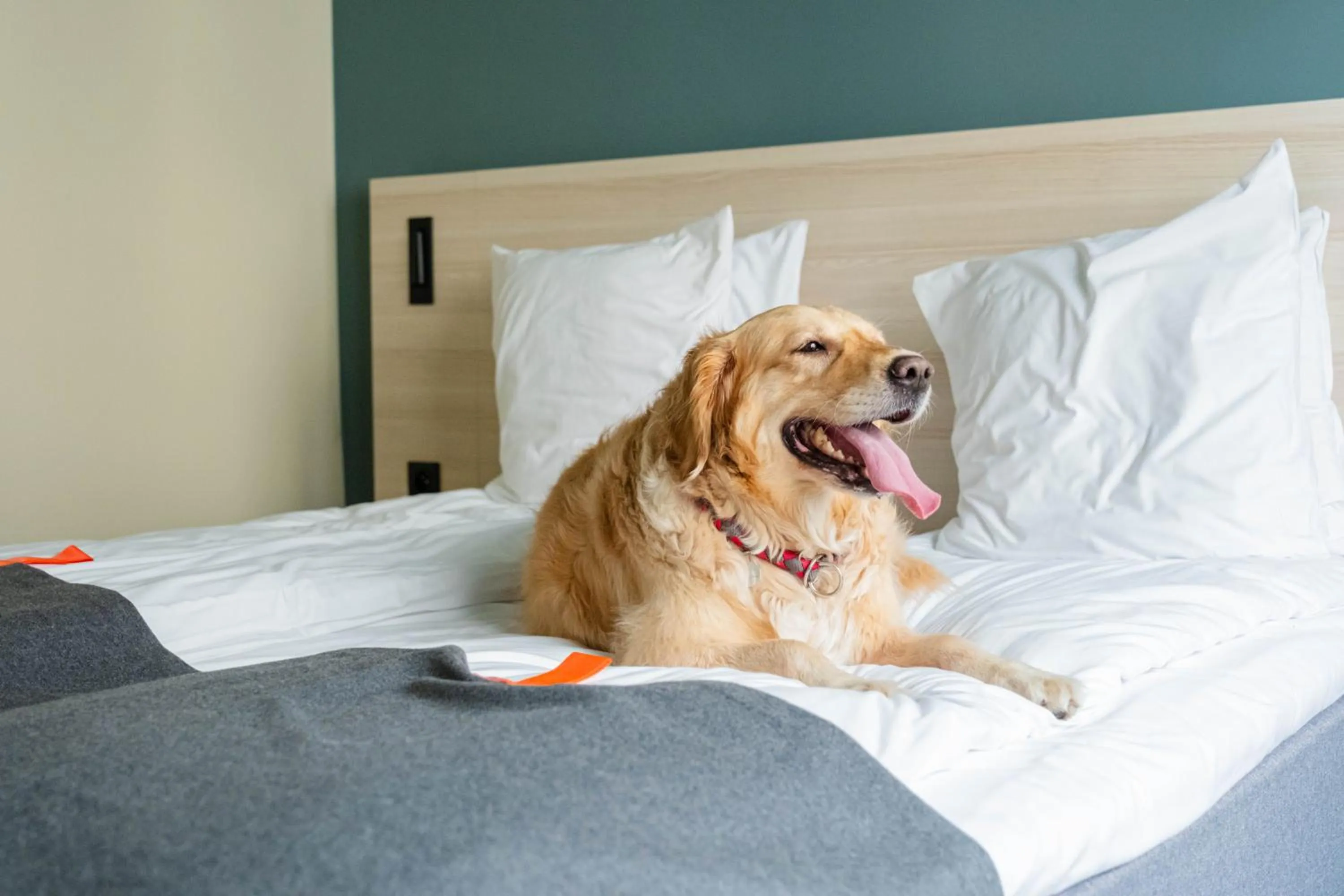 Pets, Bed in Citybox Brussels Centre Louise