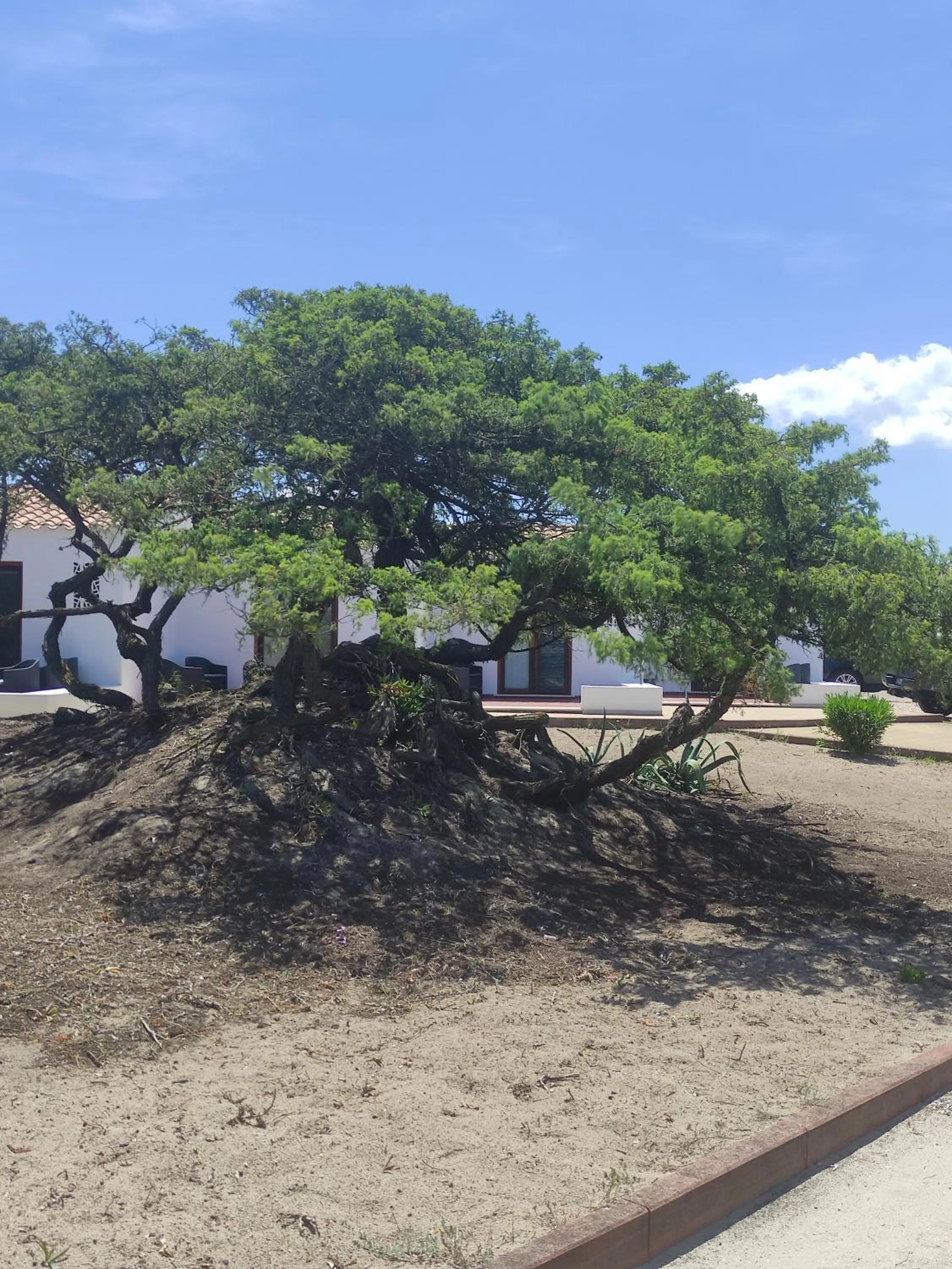 Garden view in Q Resort