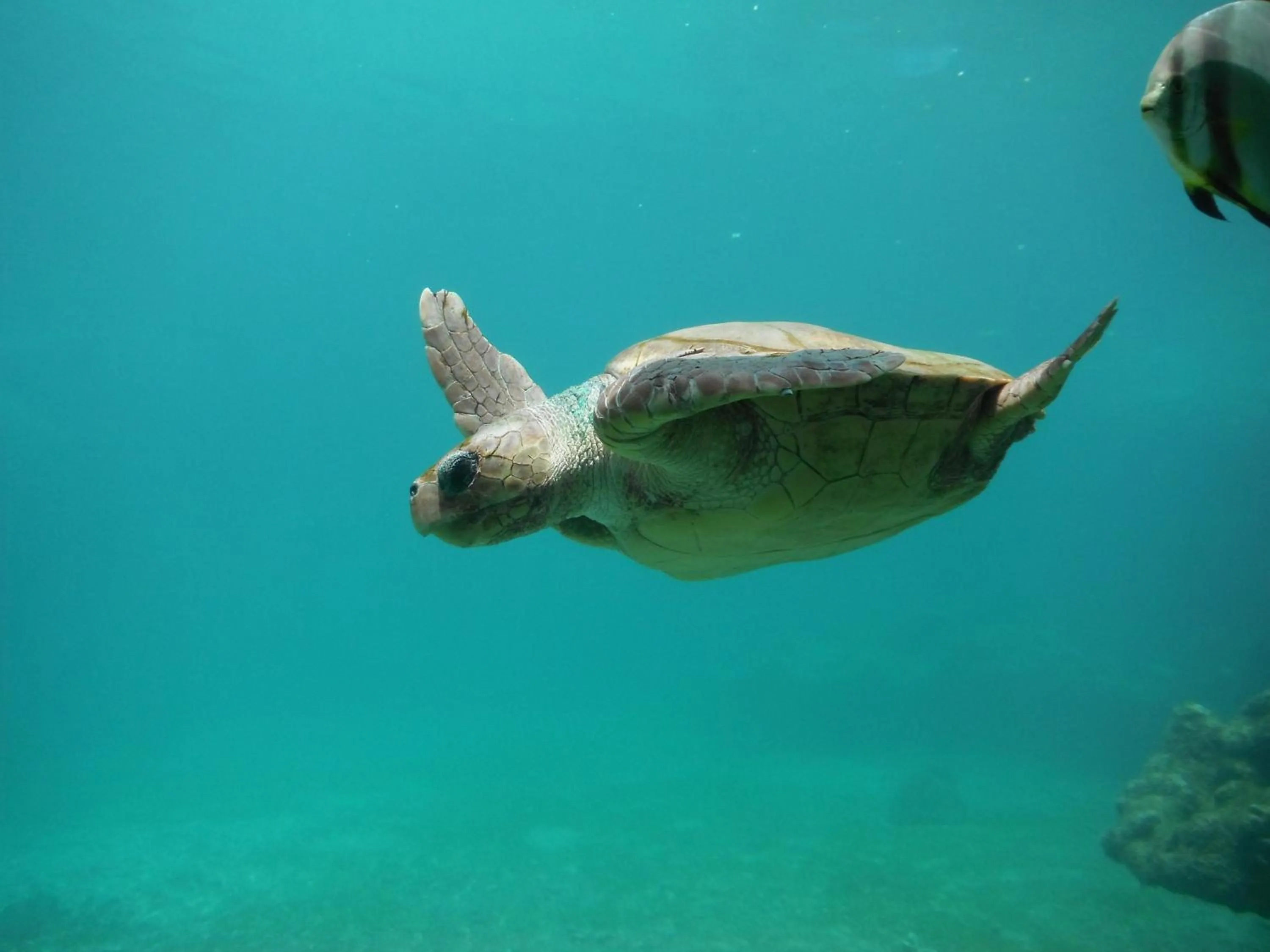 Animals in Hotel Cap Sud