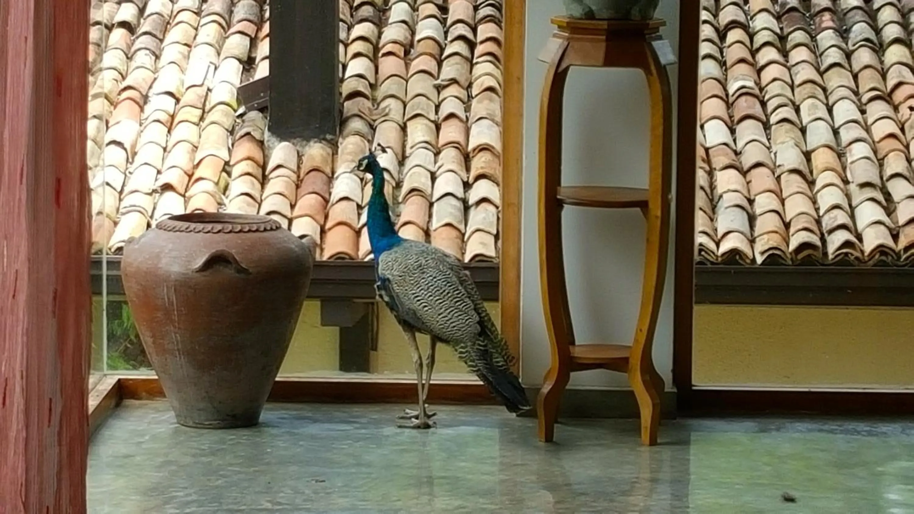 Animals in Highland Villa