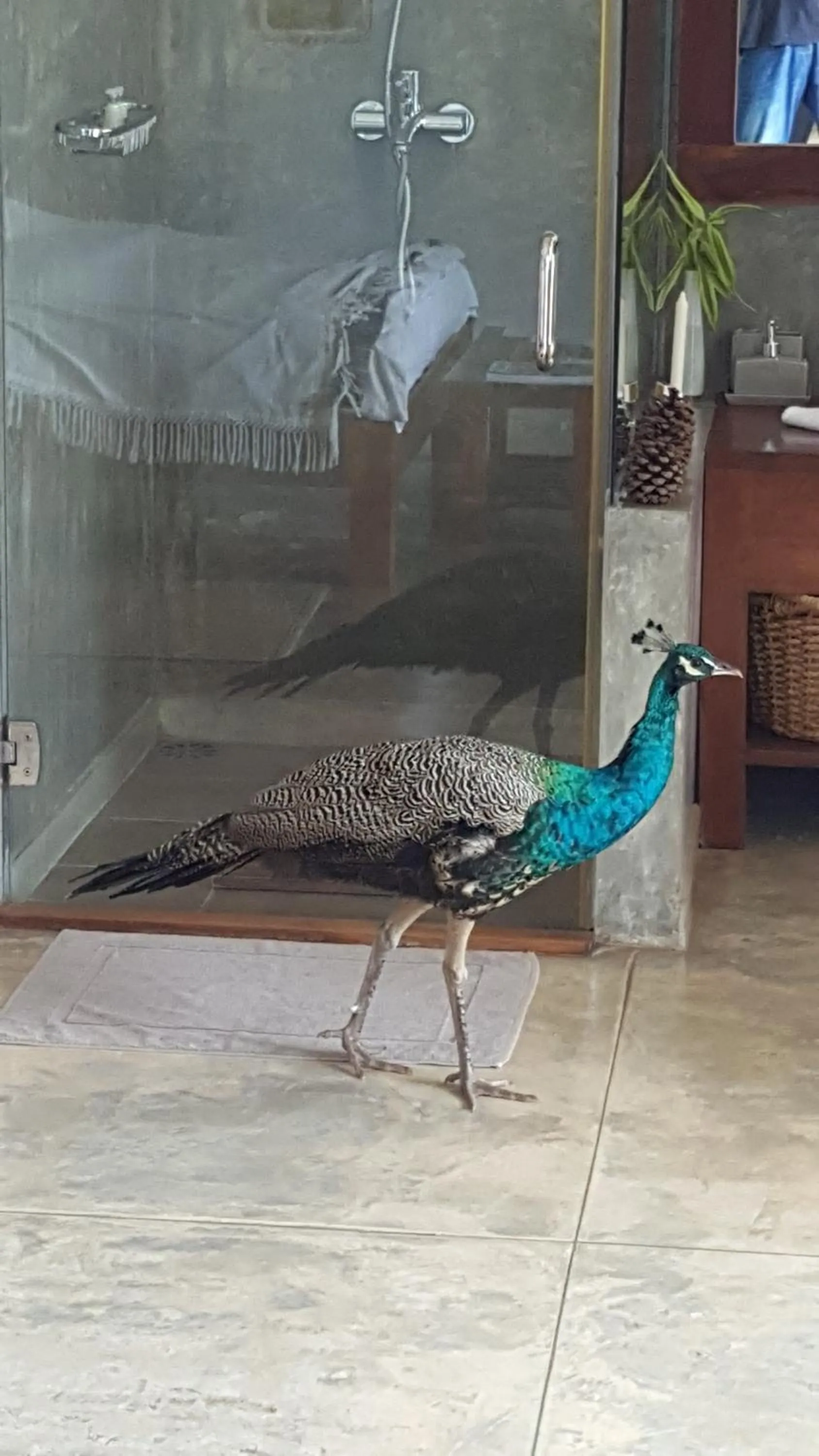 Animals in Highland Villa