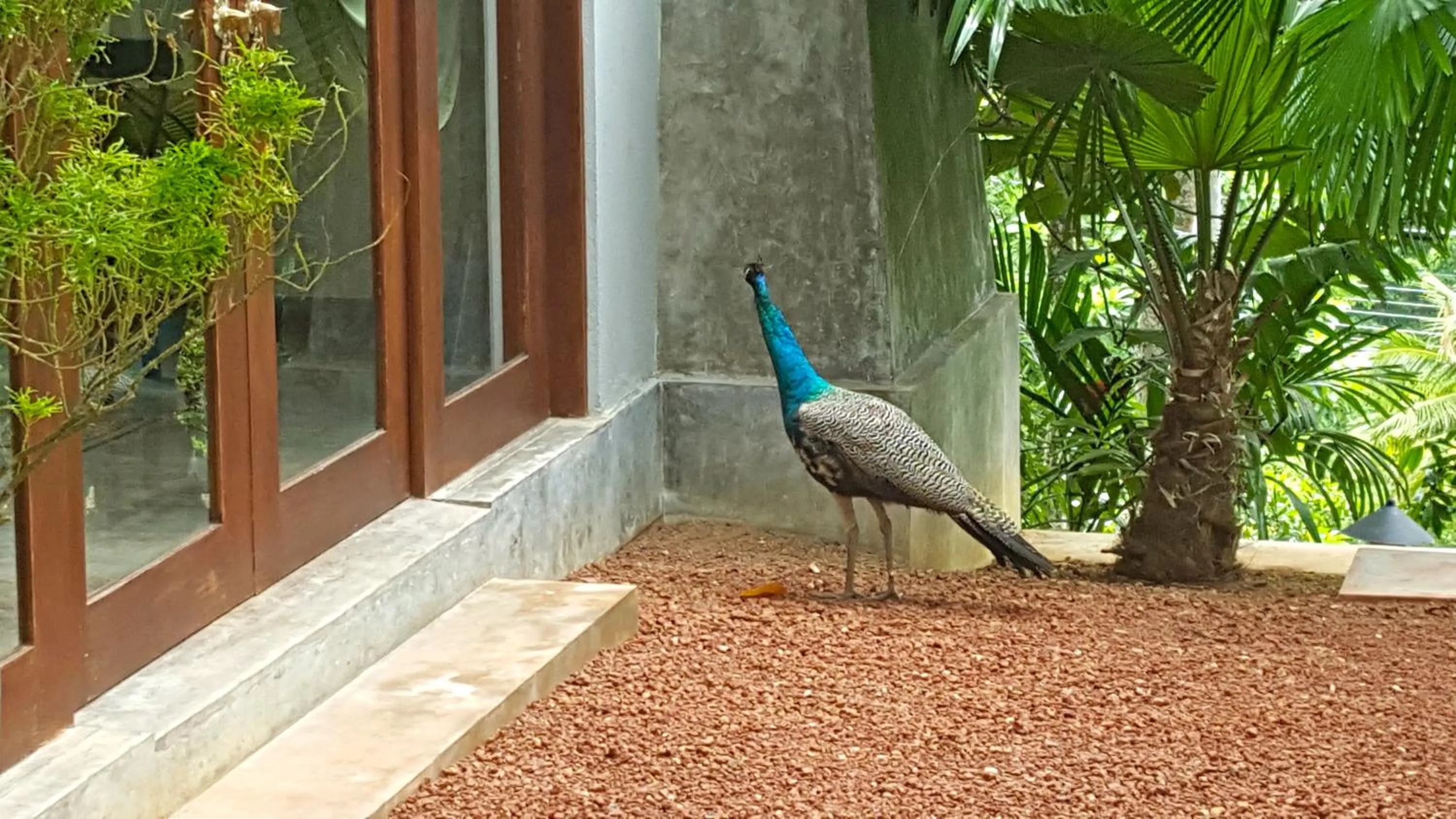 Animals in Highland Villa