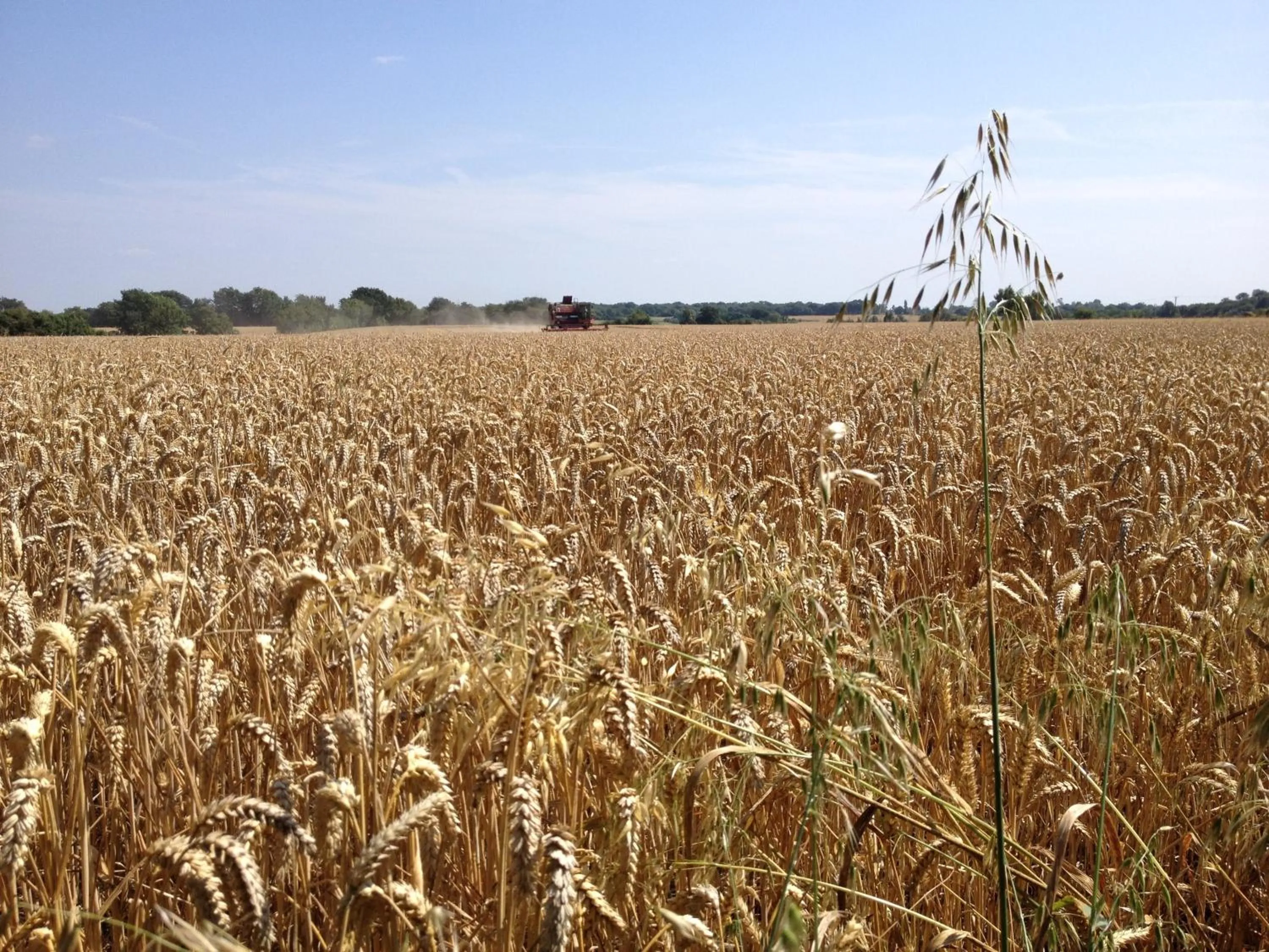 Summer in Puttocks Farm