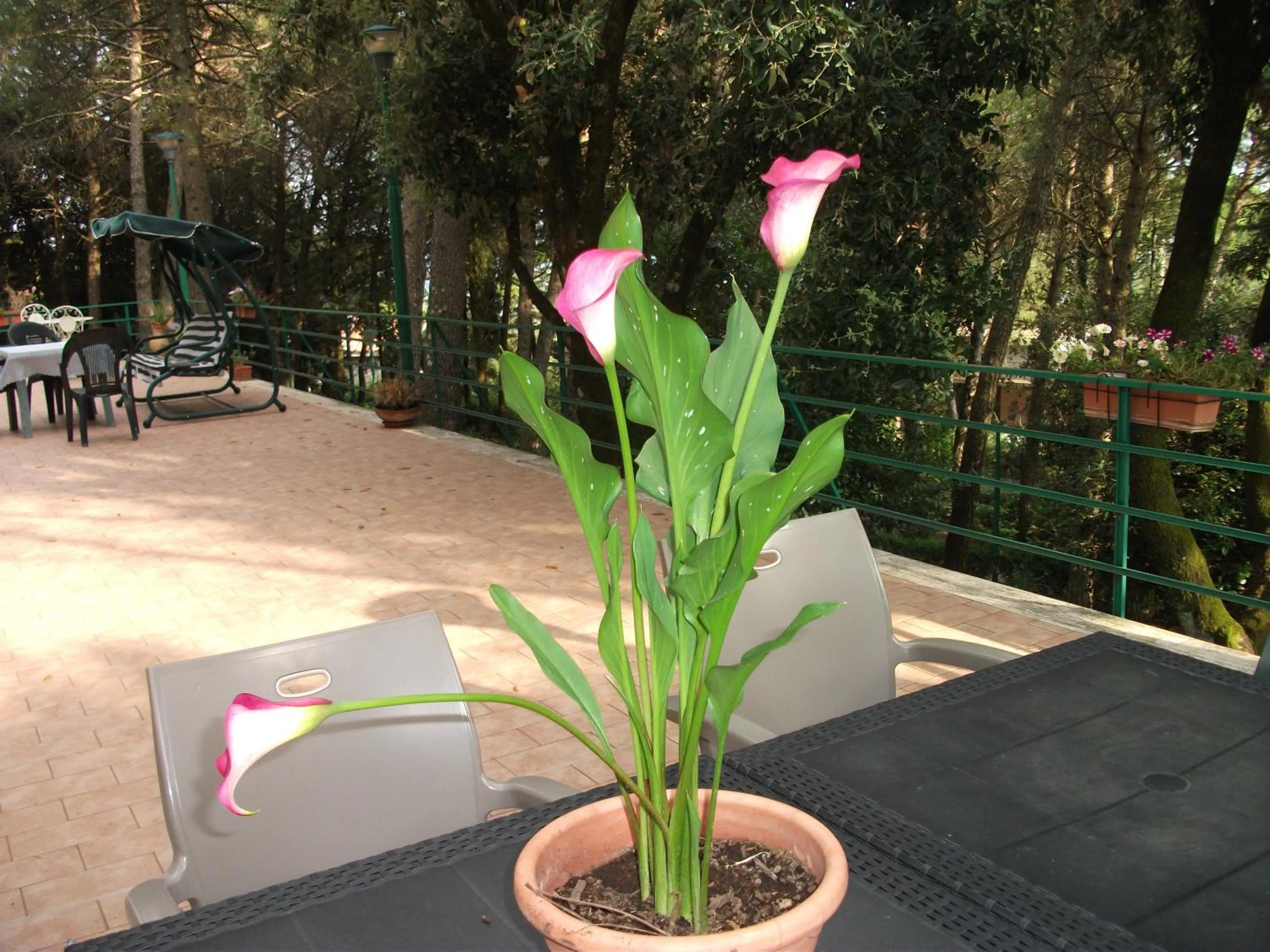 Balcony/Terrace in B&B La Principessa