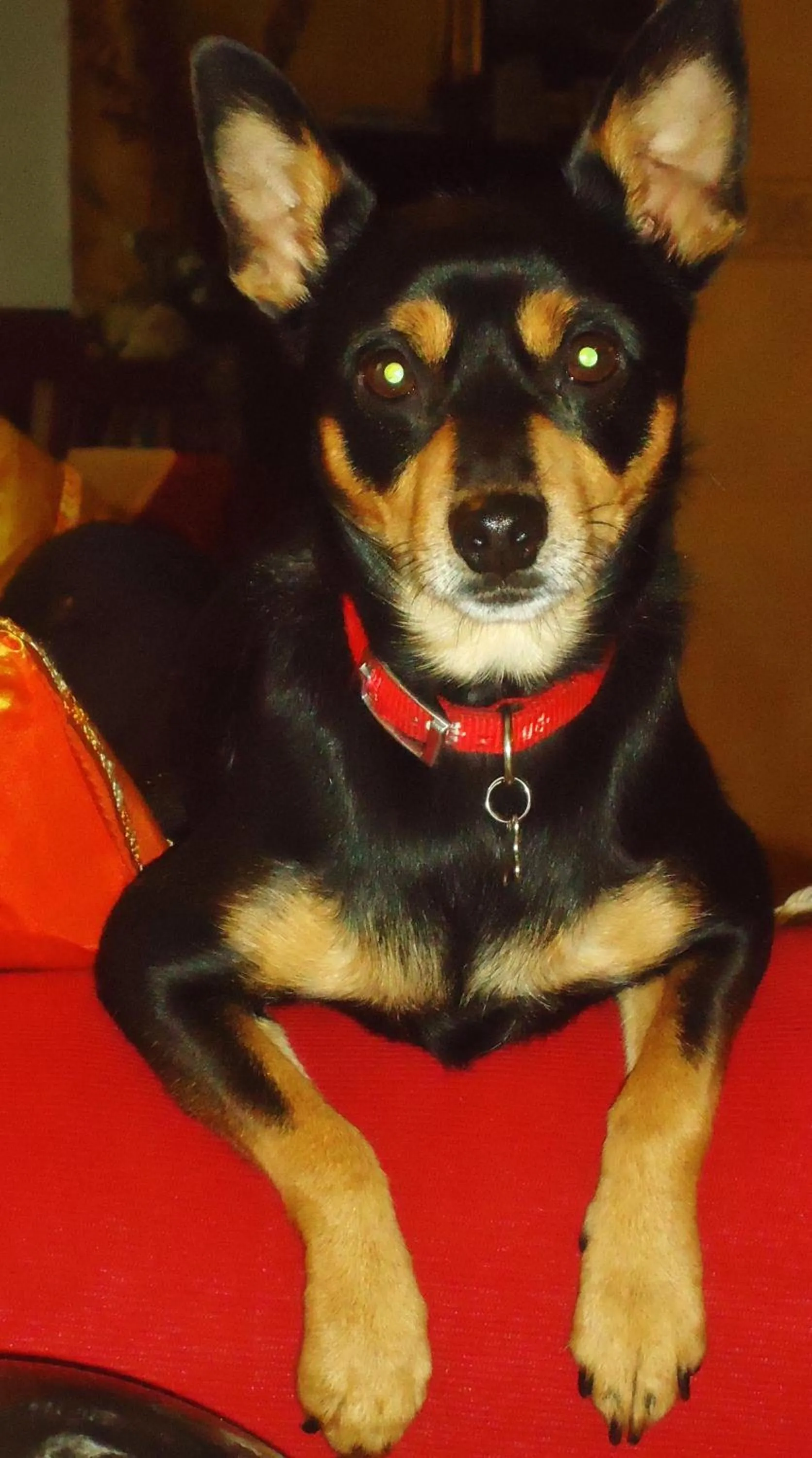 Pets in Forum Cassii