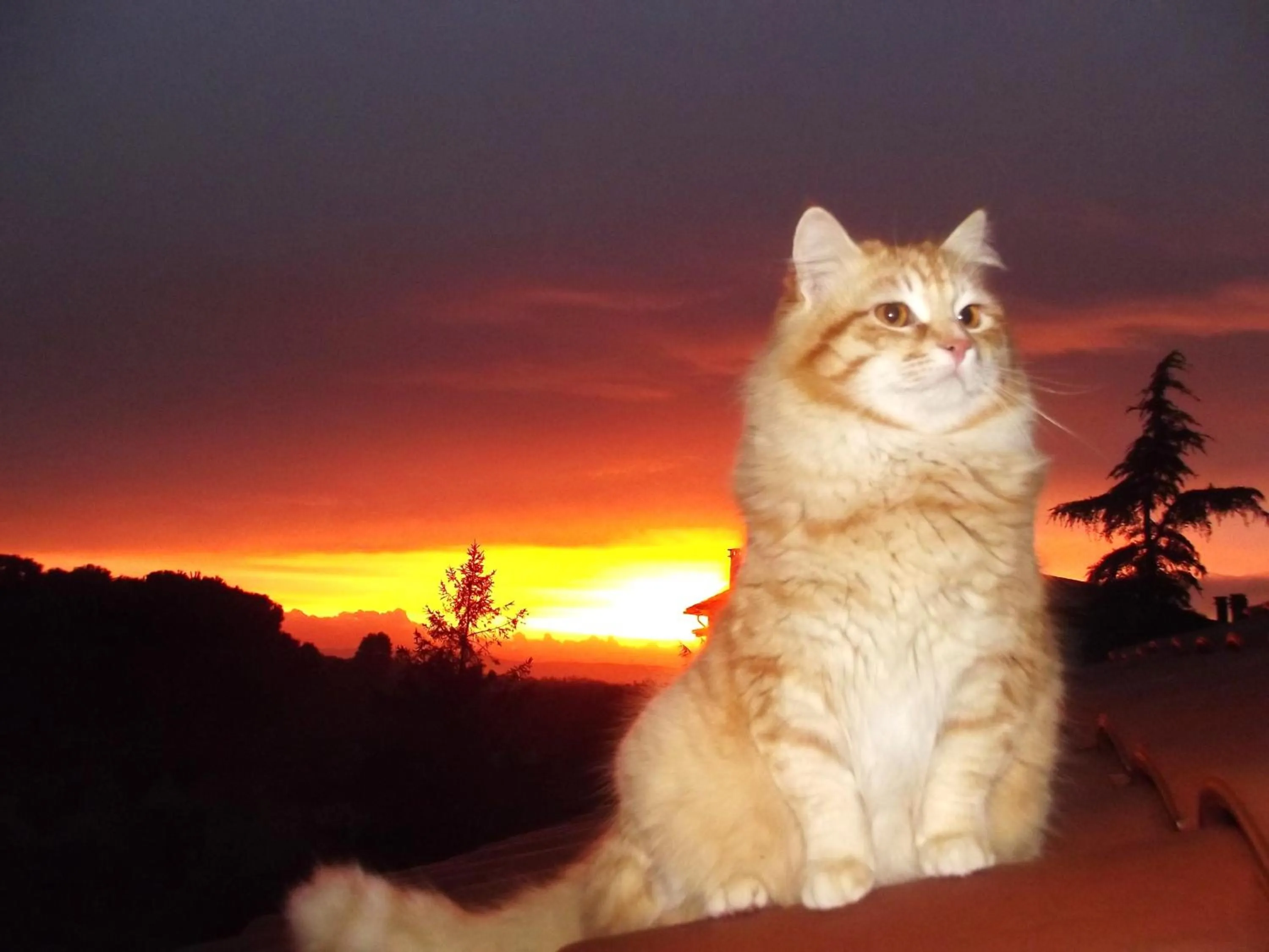 Pets in Forum Cassii