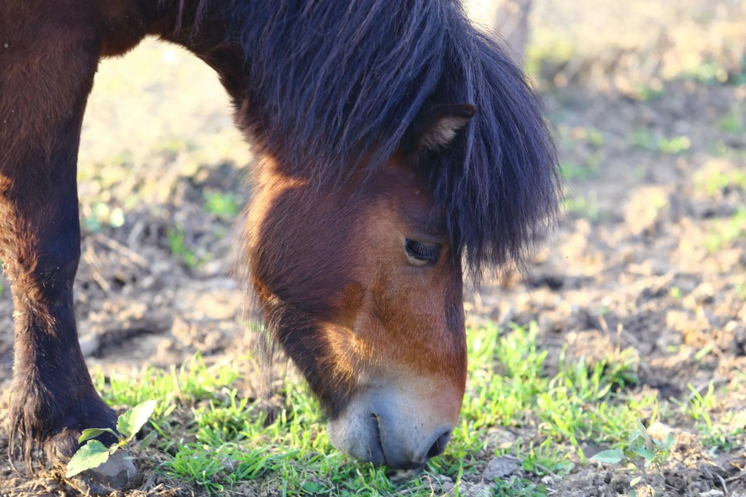 Animals in Seven Generations Winery Hotel