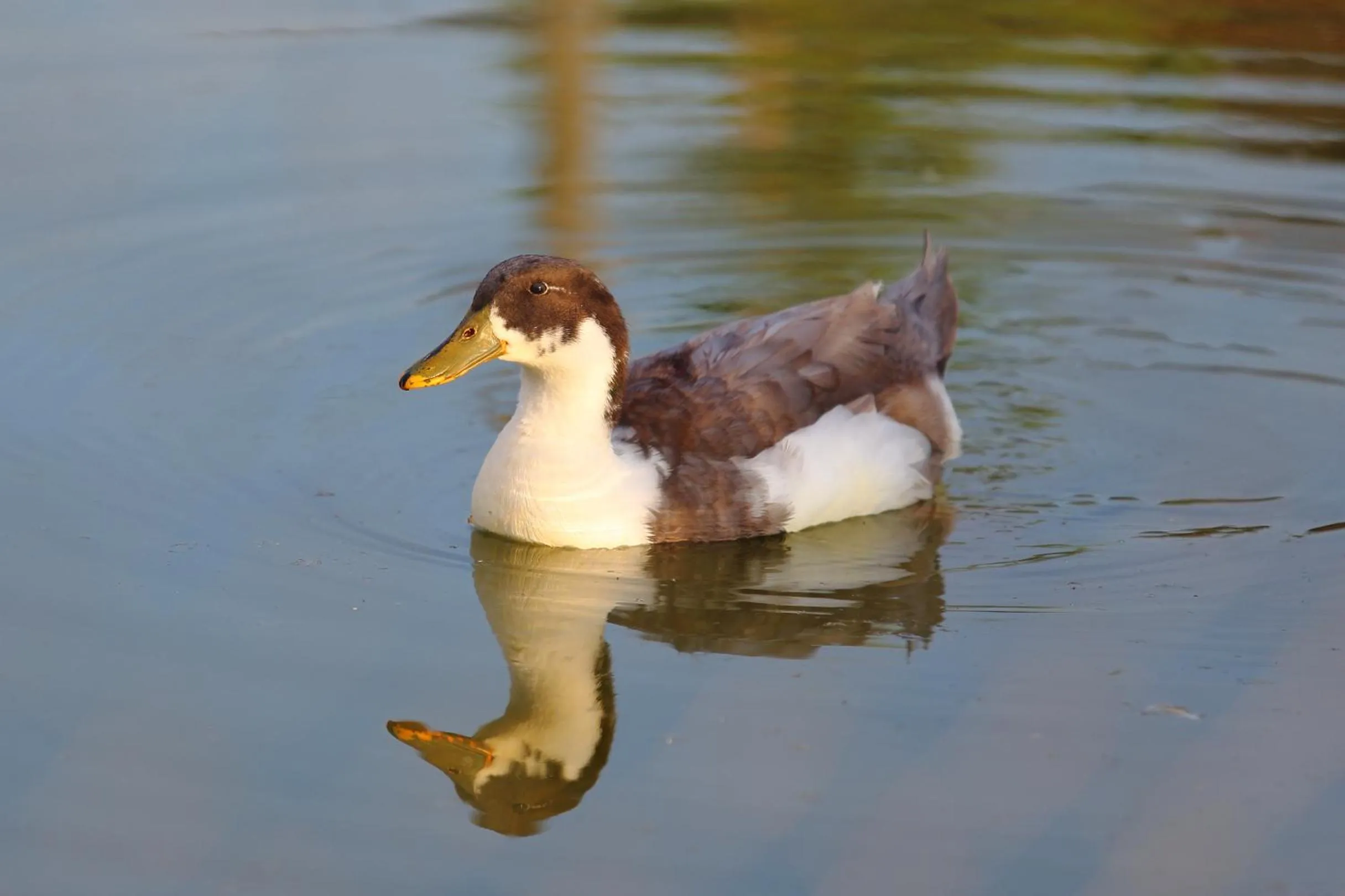 Animals in Seven Generations Winery Hotel