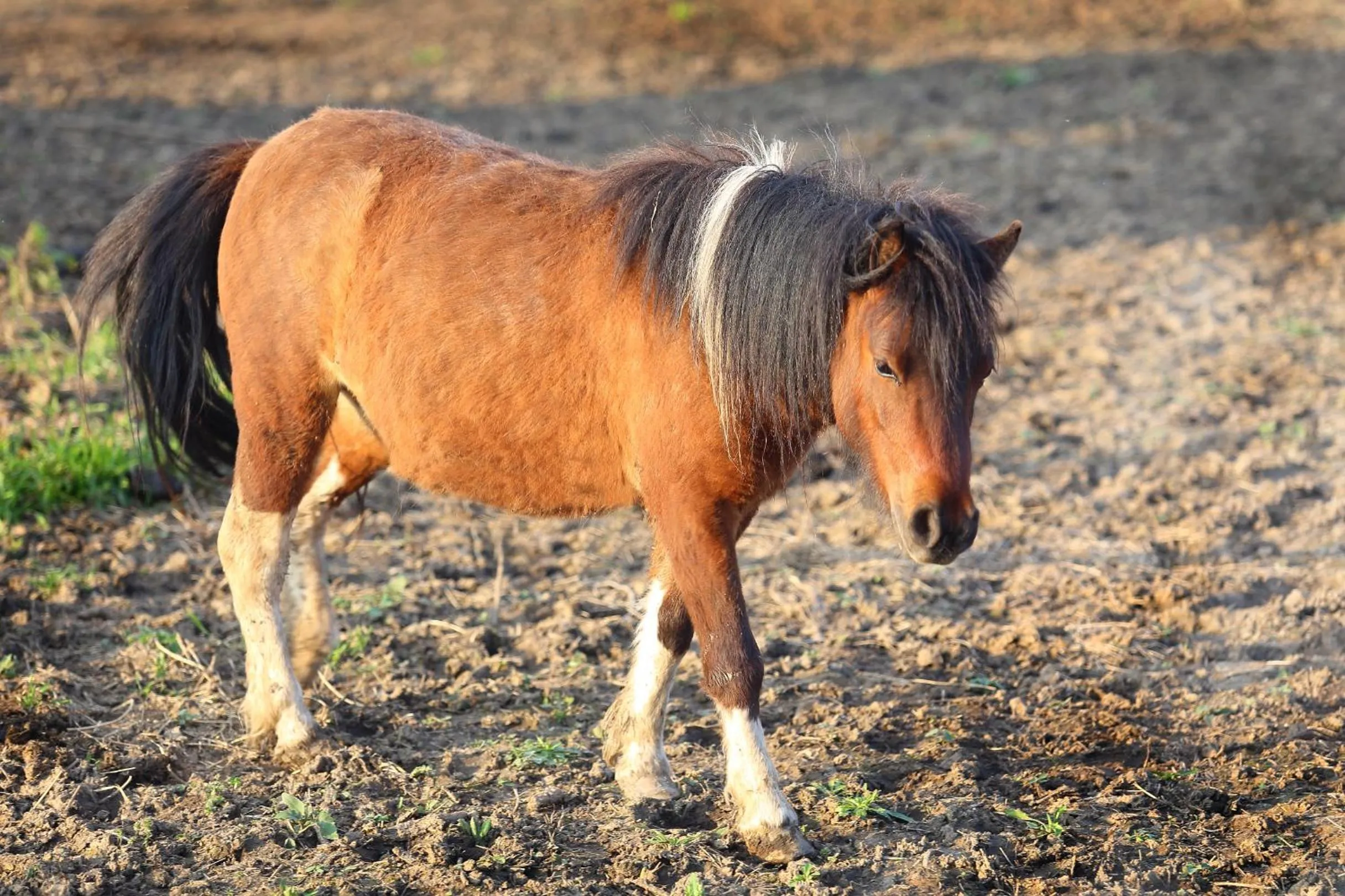 Animals in Seven Generations Winery Hotel