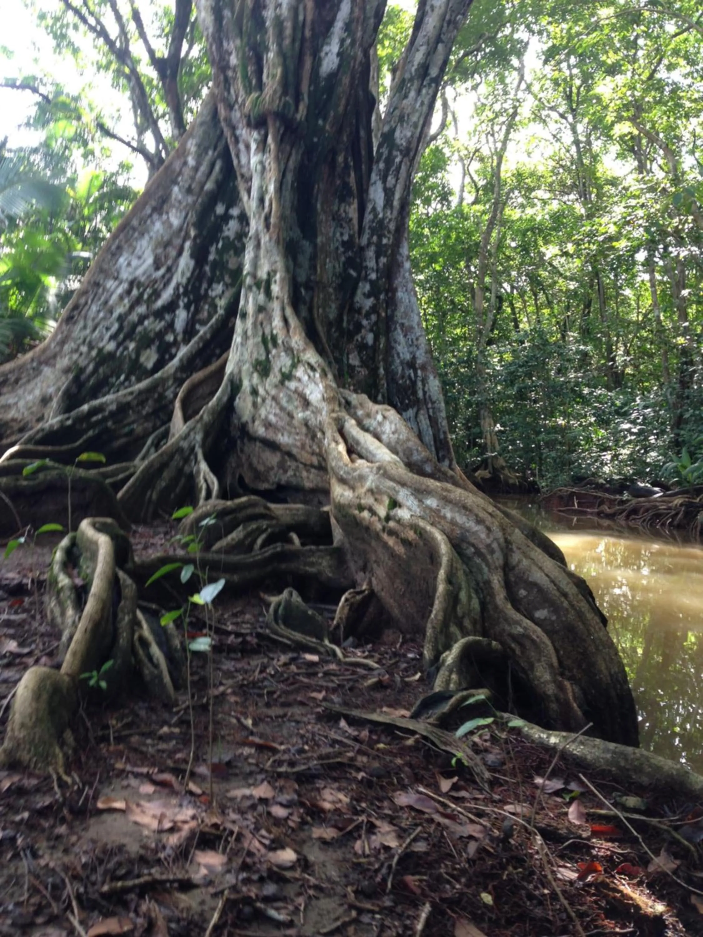 Garden in Camino del Sol