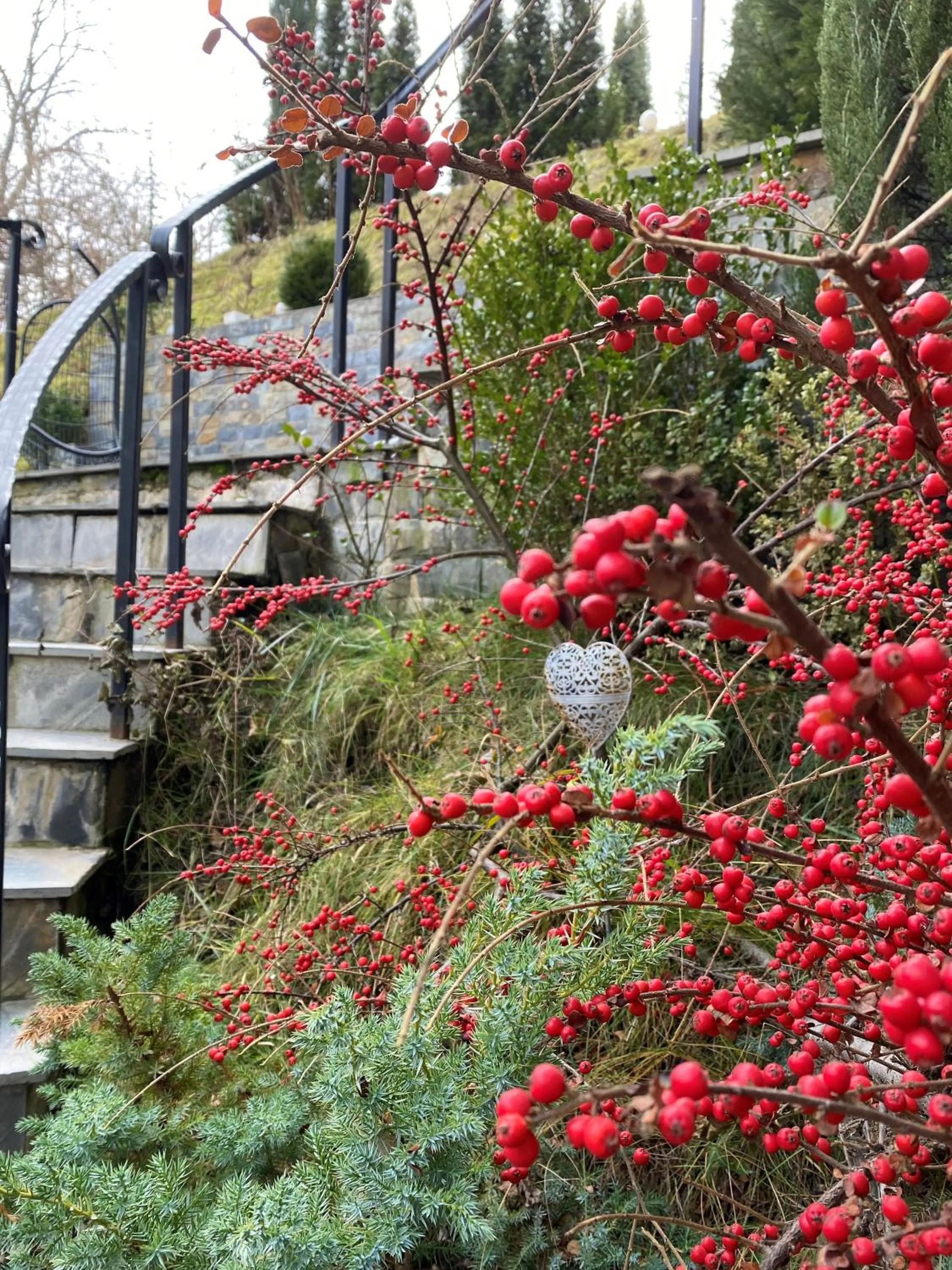 Garden in GreenHill Brasov