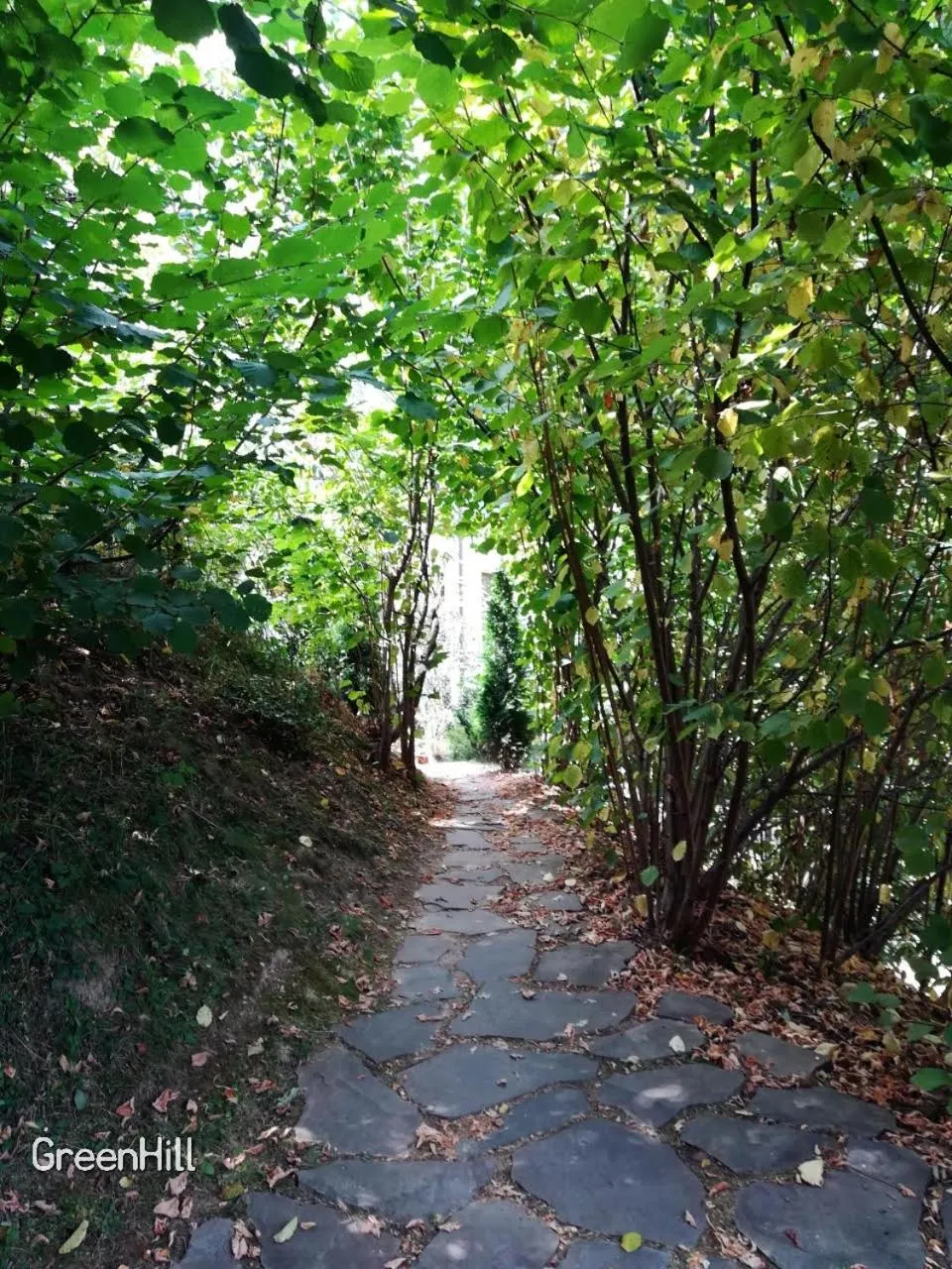 Day in GreenHill Brasov