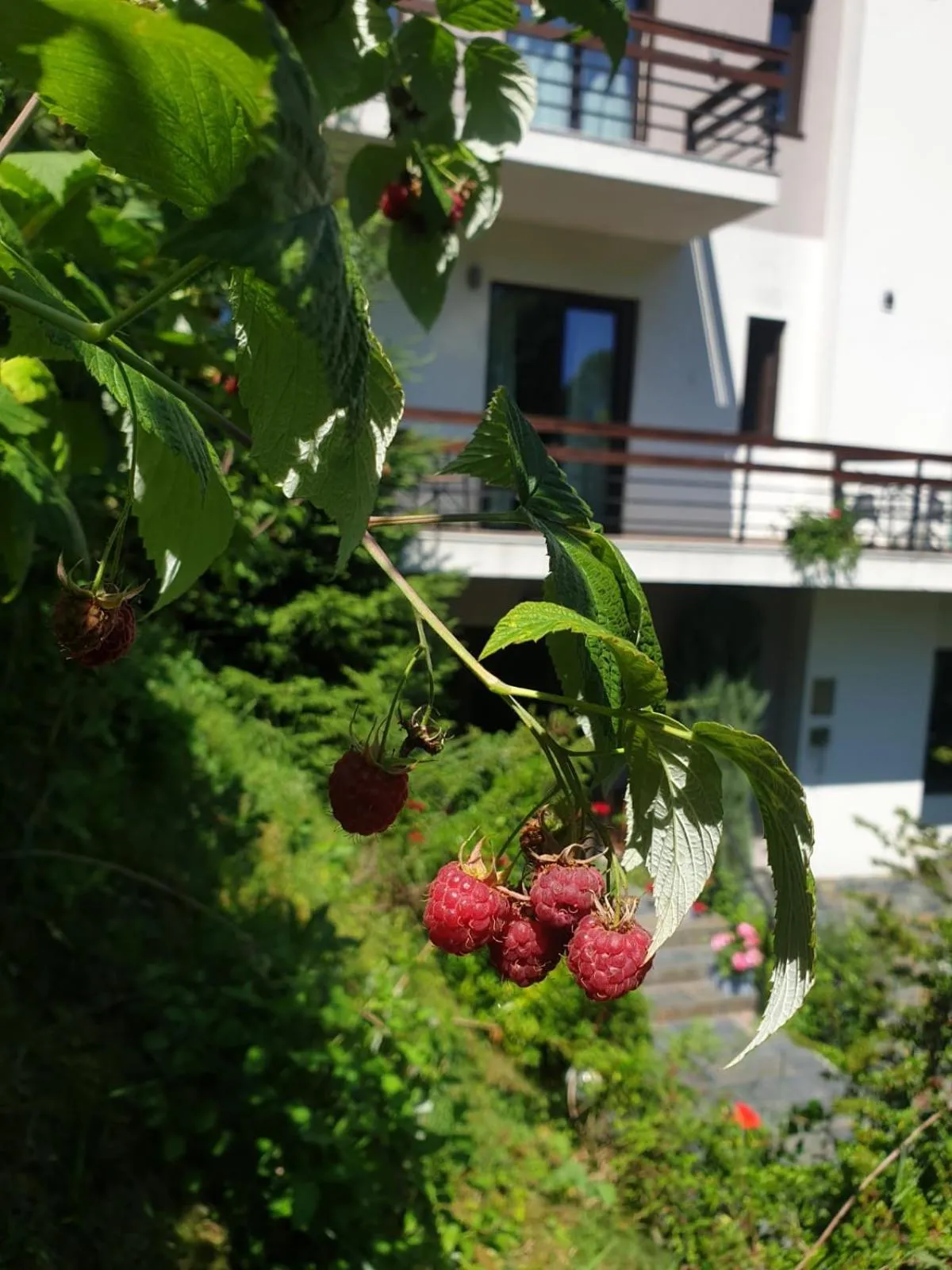 Summer in GreenHill Brasov