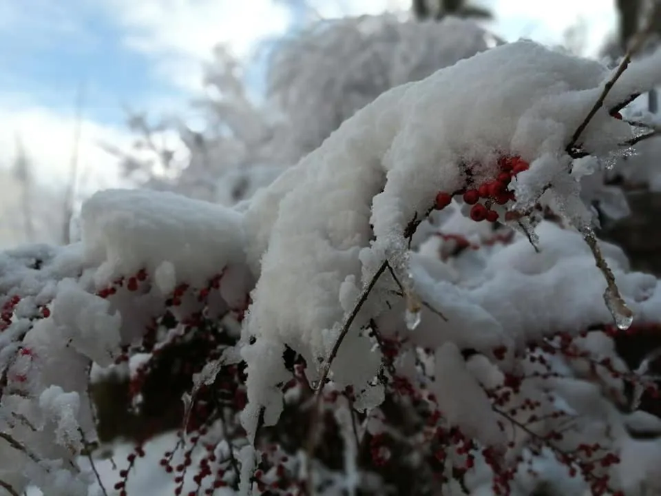Garden in GreenHill Brasov