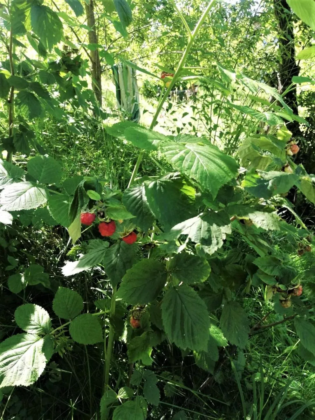 Garden in GreenHill Brasov
