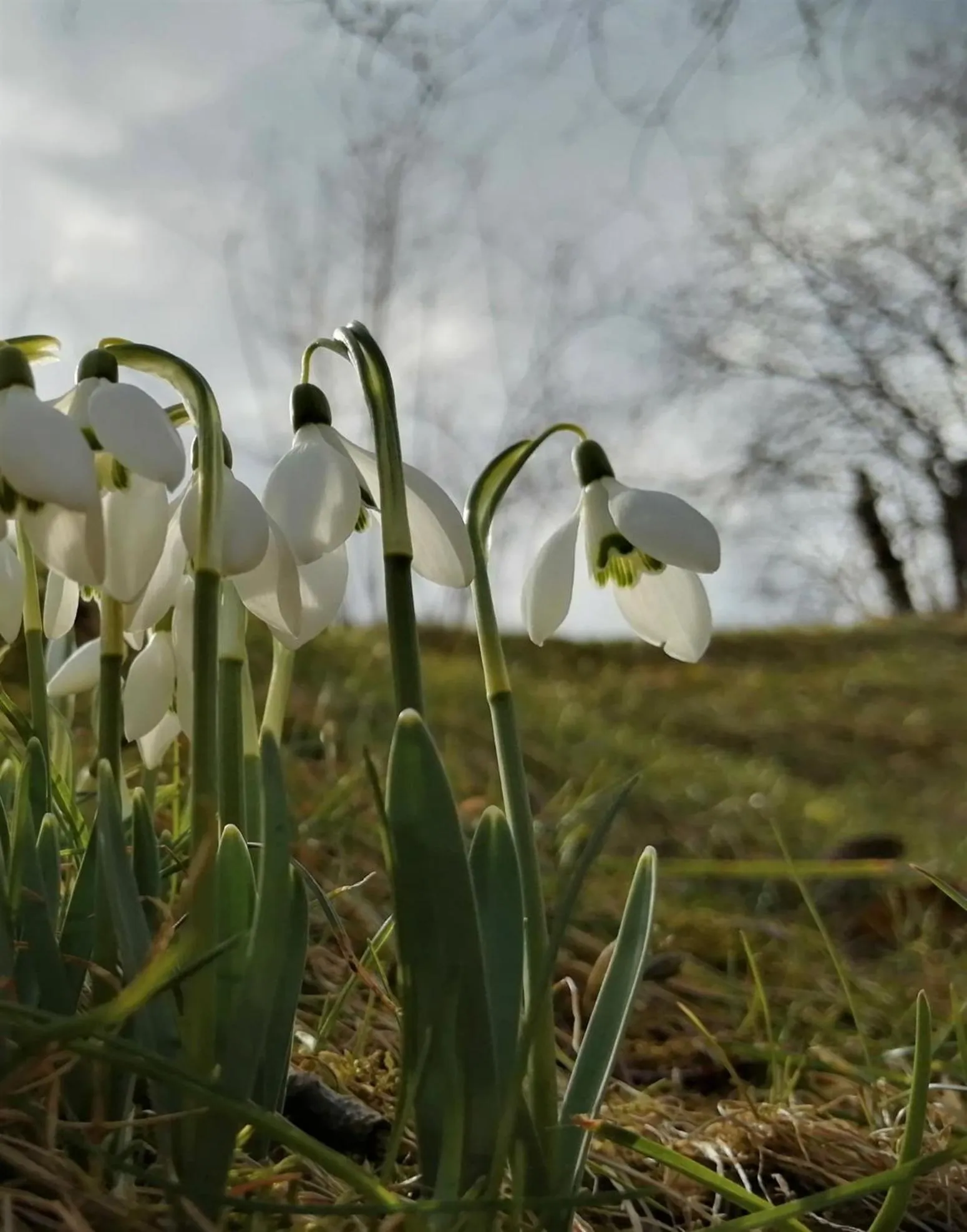 Garden in GreenHill Brasov
