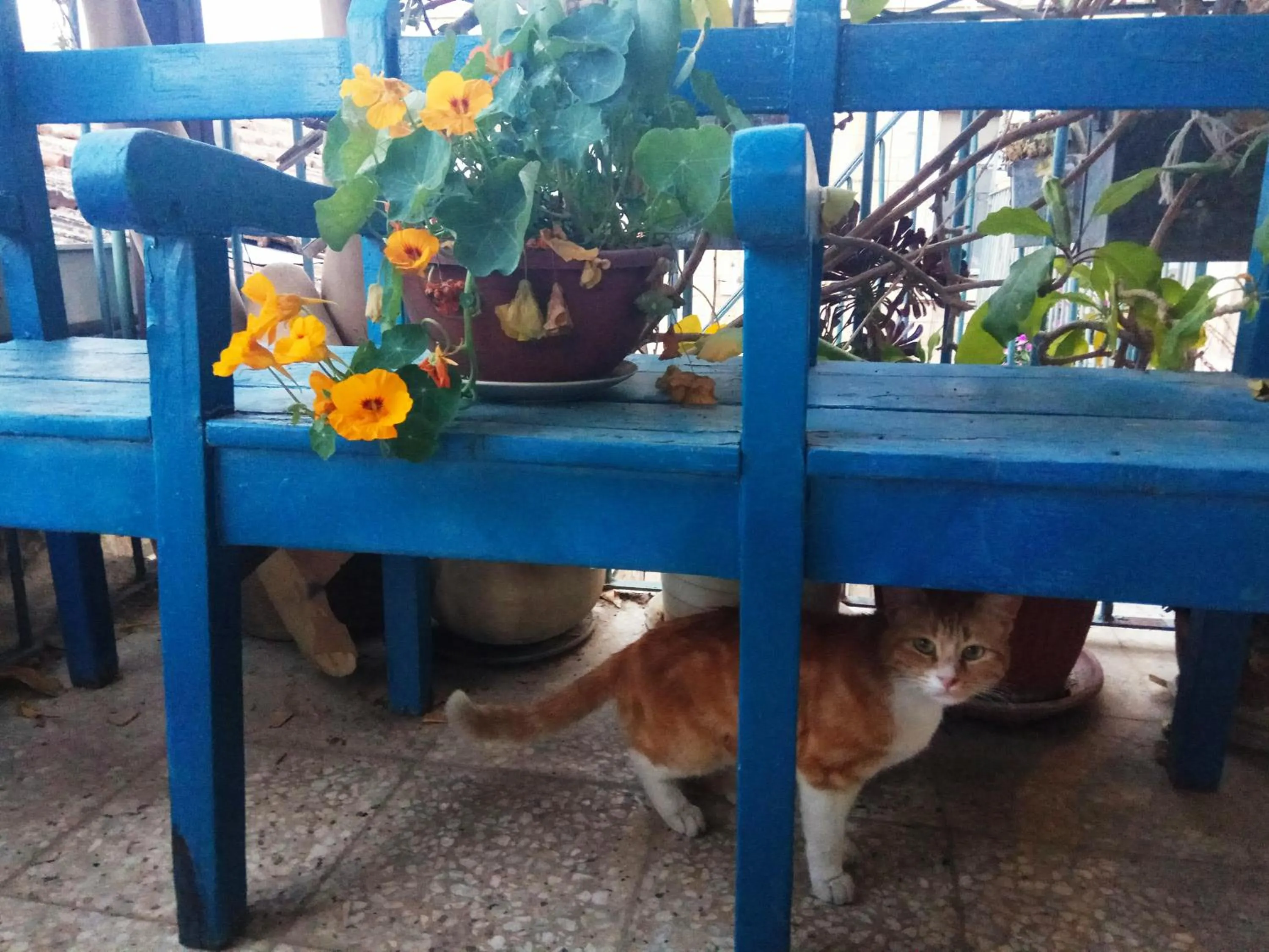 Balcony/Terrace in Diana's B&B