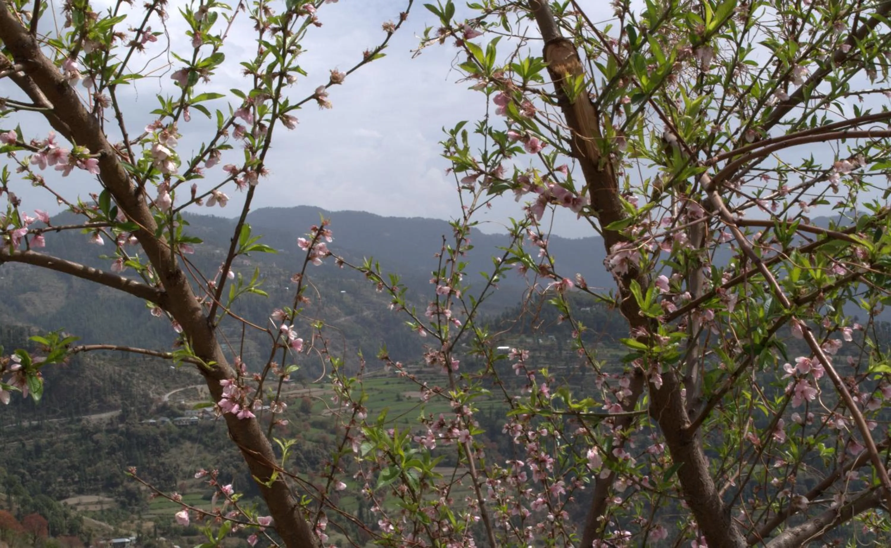 Natural landscape in The Woodstock Resort
