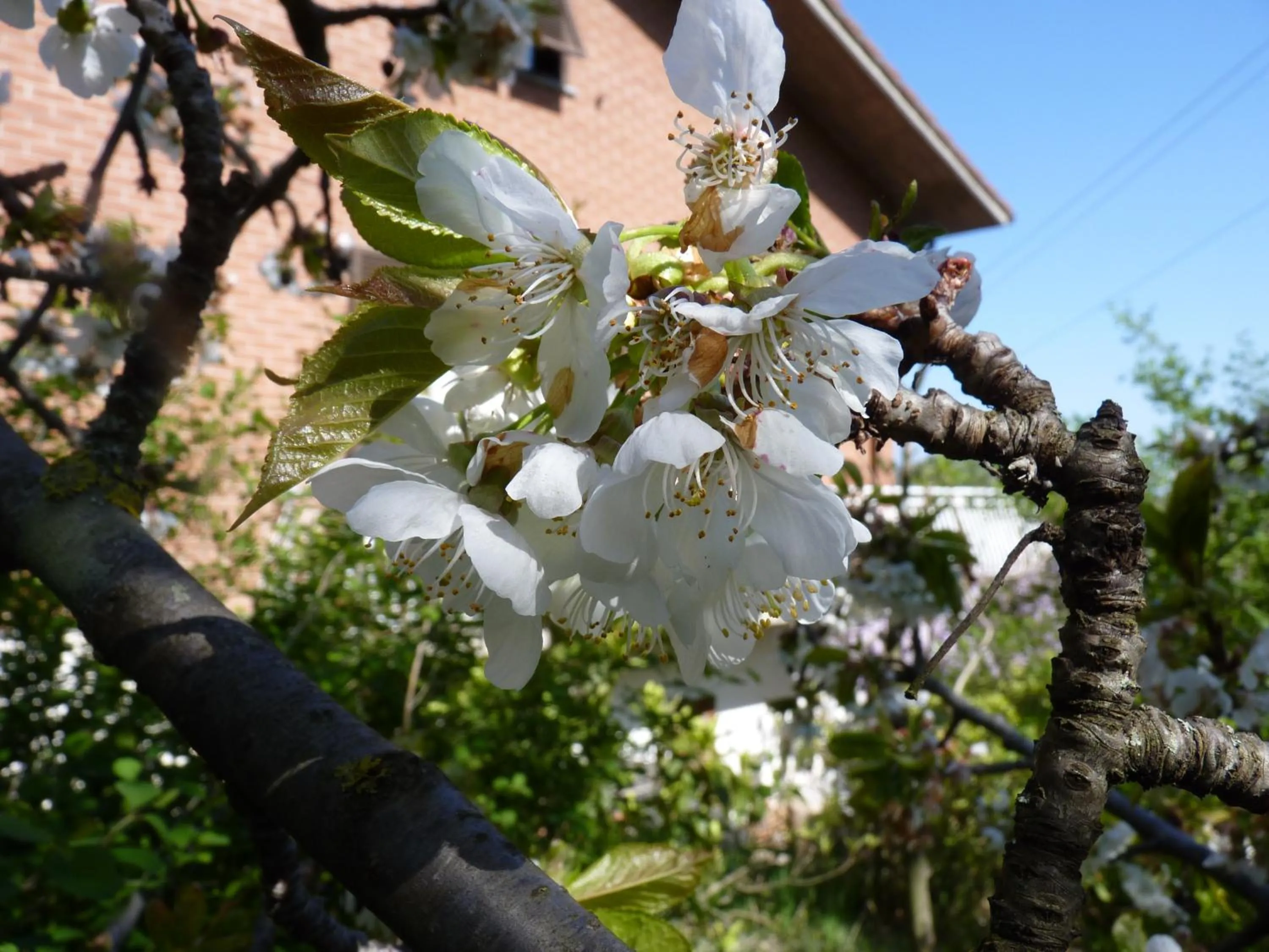 Natural landscape in B&B The Roses Garden