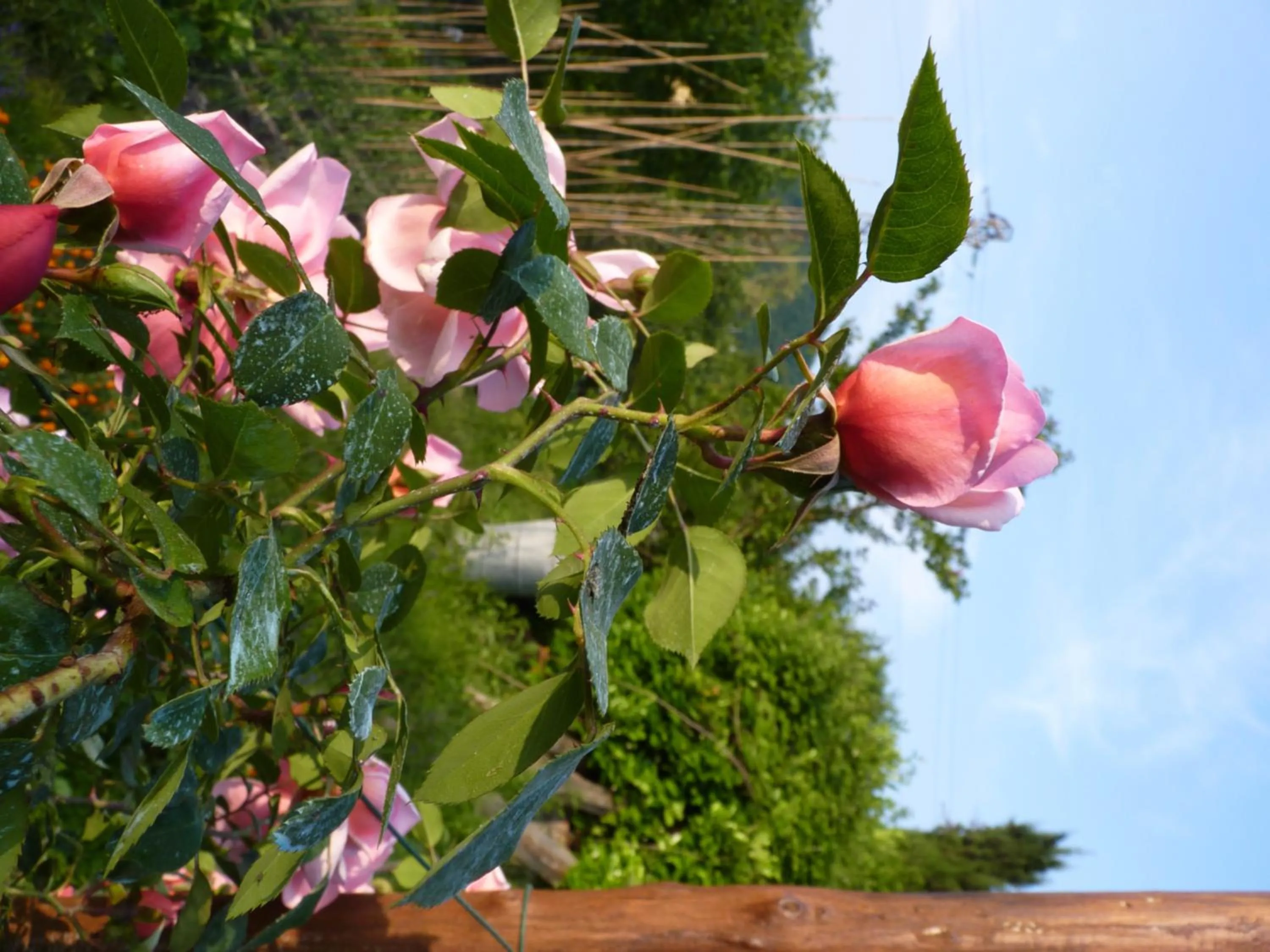 Garden view in B&B The Roses Garden