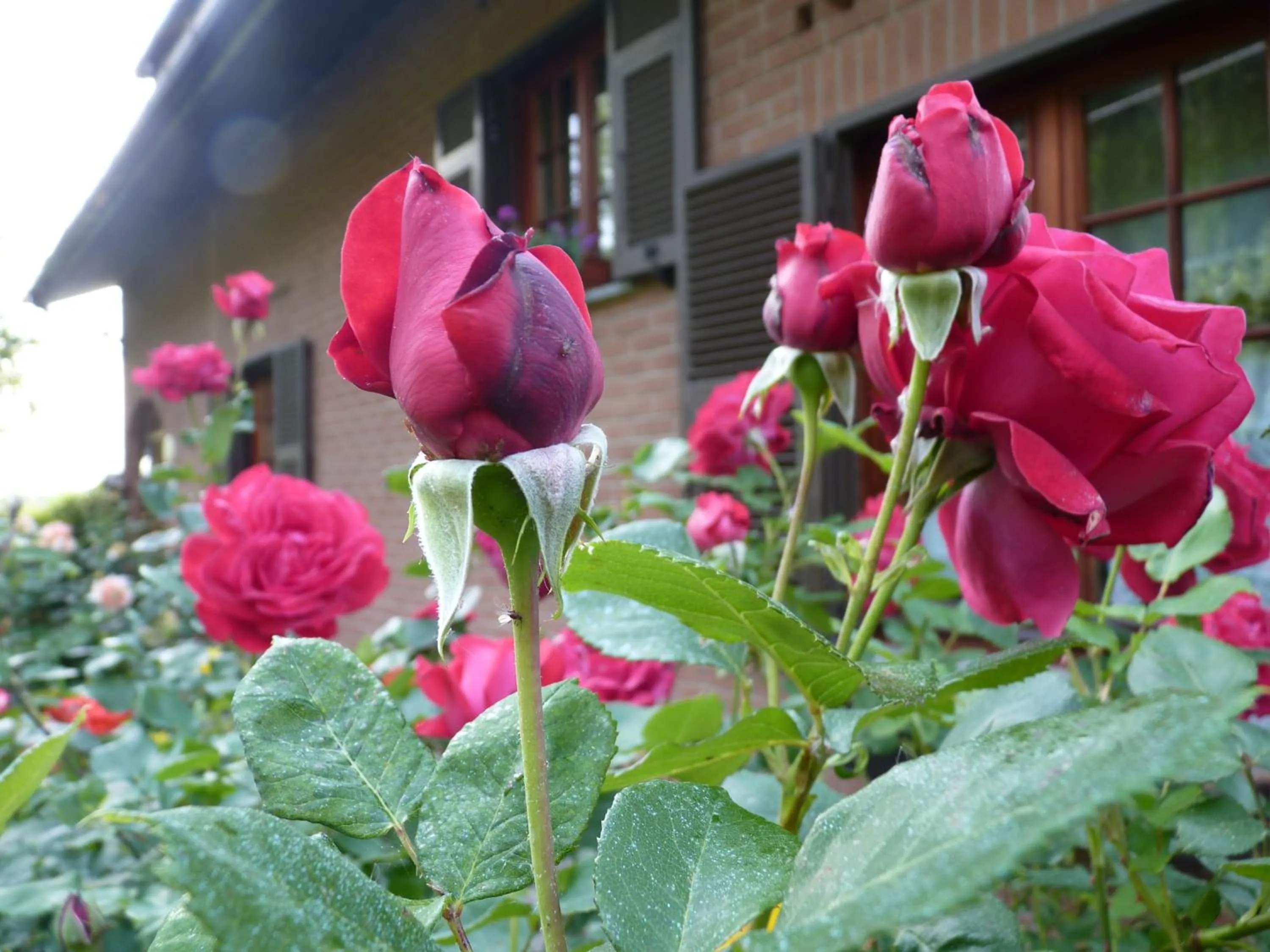 Facade/entrance in B&B The Roses Garden