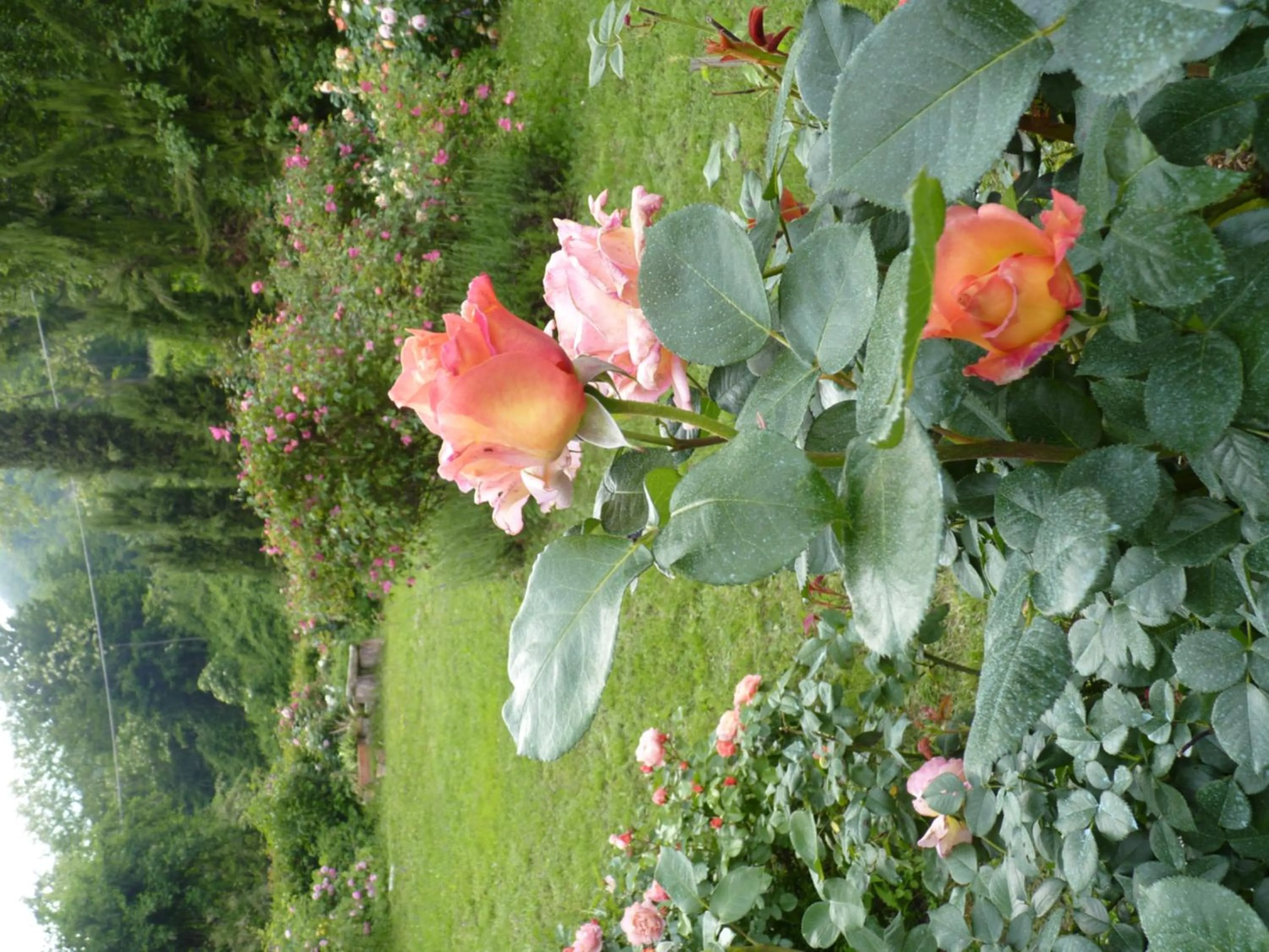 Garden view in B&B The Roses Garden