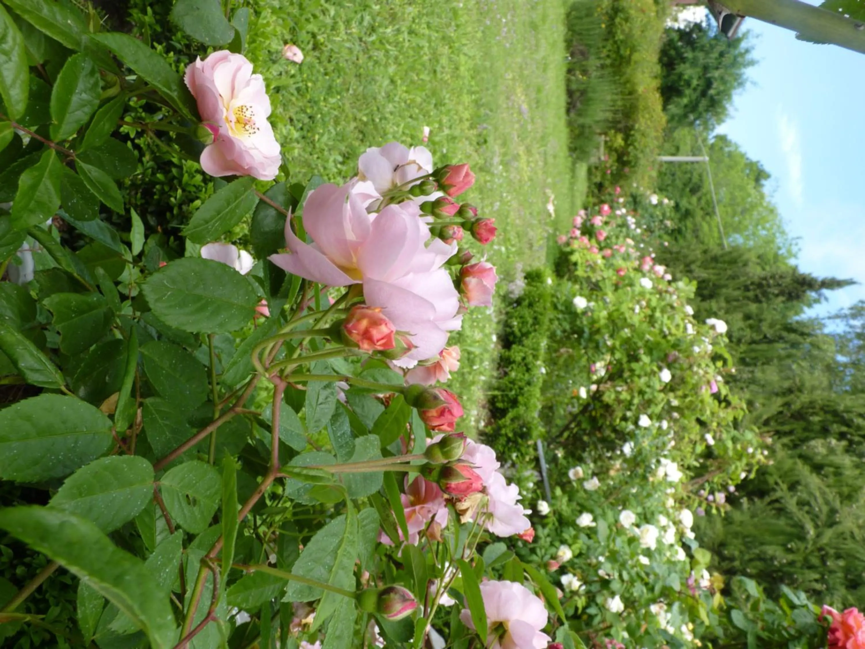 Garden view in B&B The Roses Garden