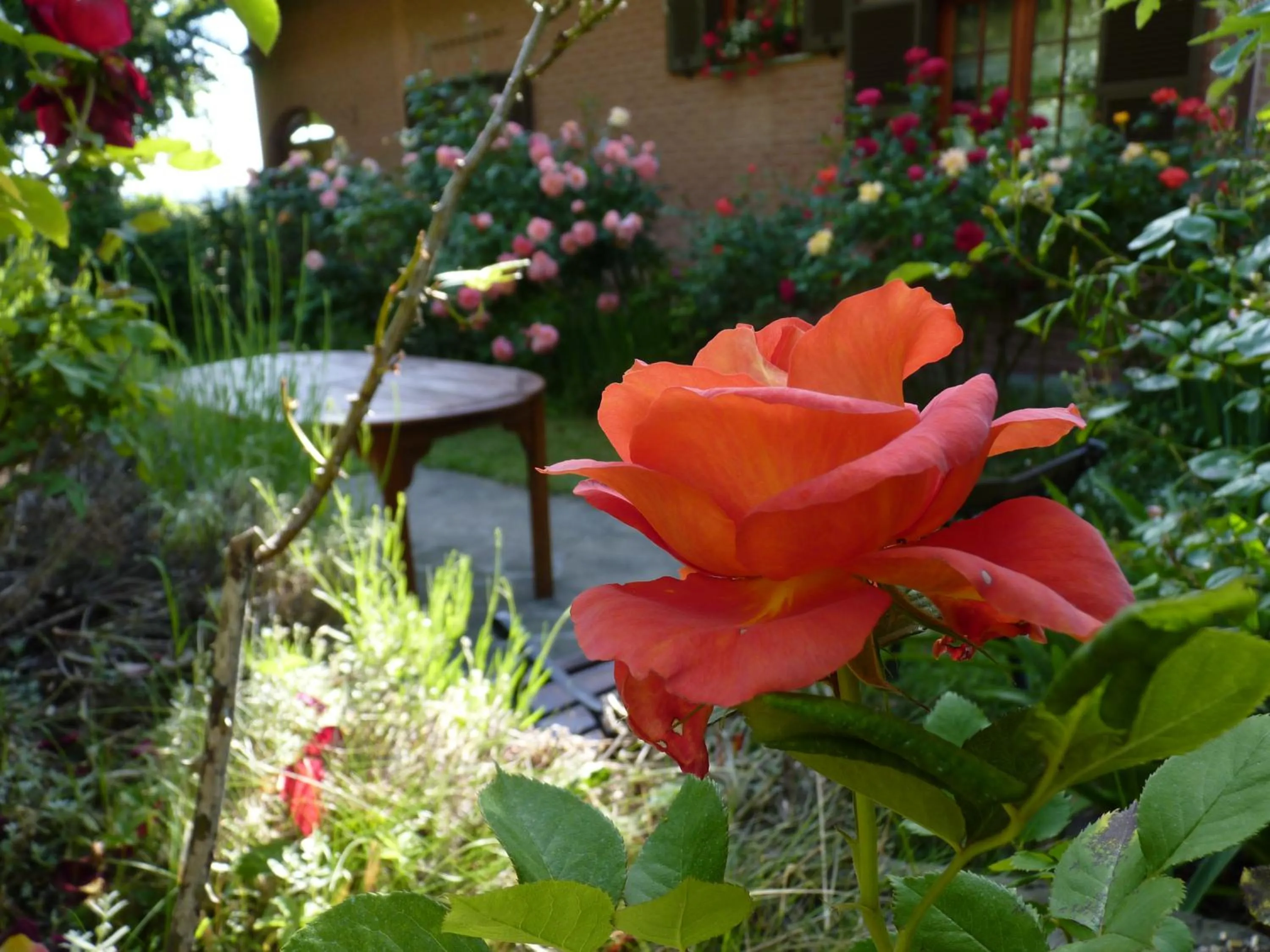 Garden in B&B The Roses Garden