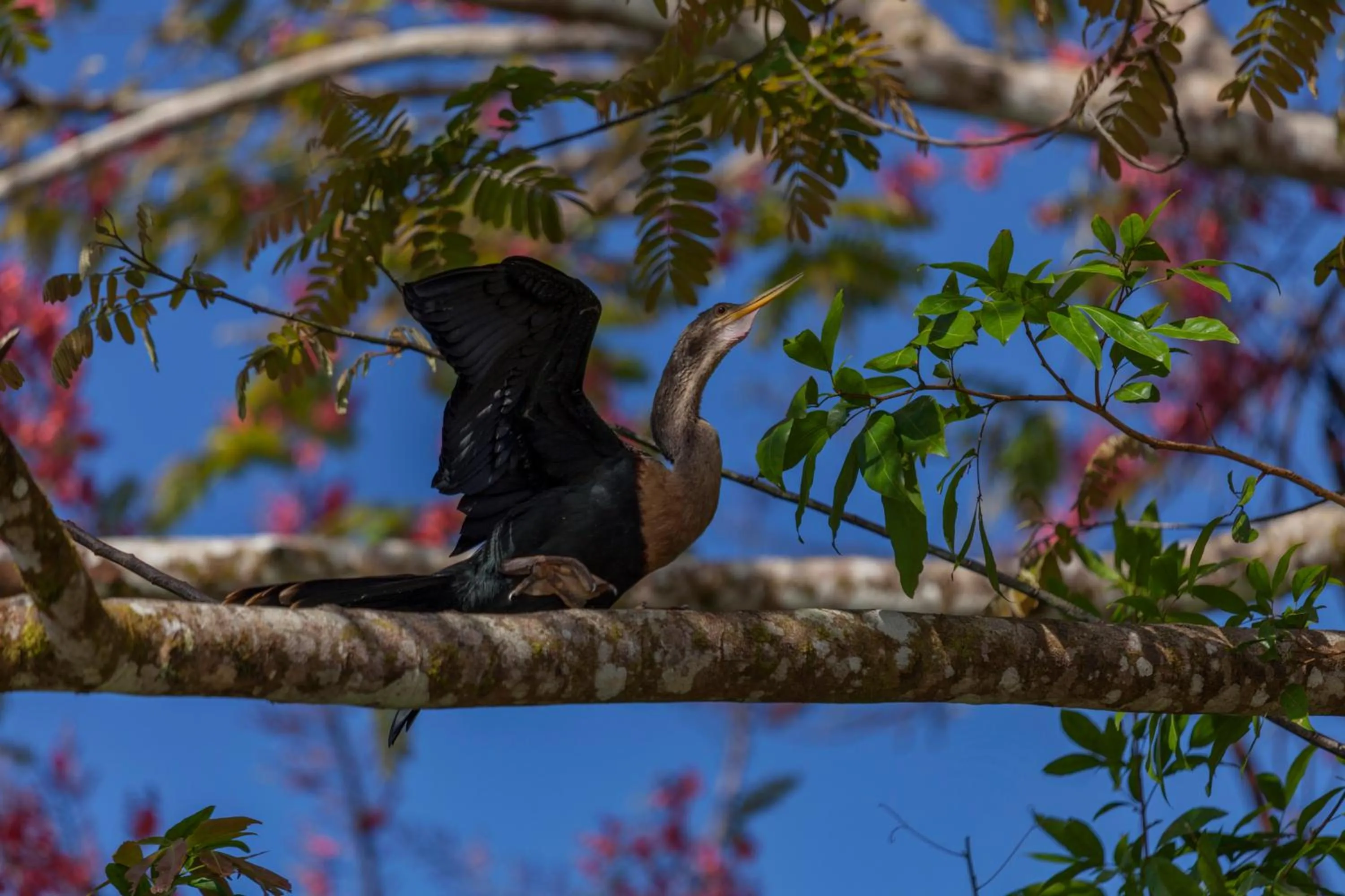 Animals in Natural Lodge Caño Negro
