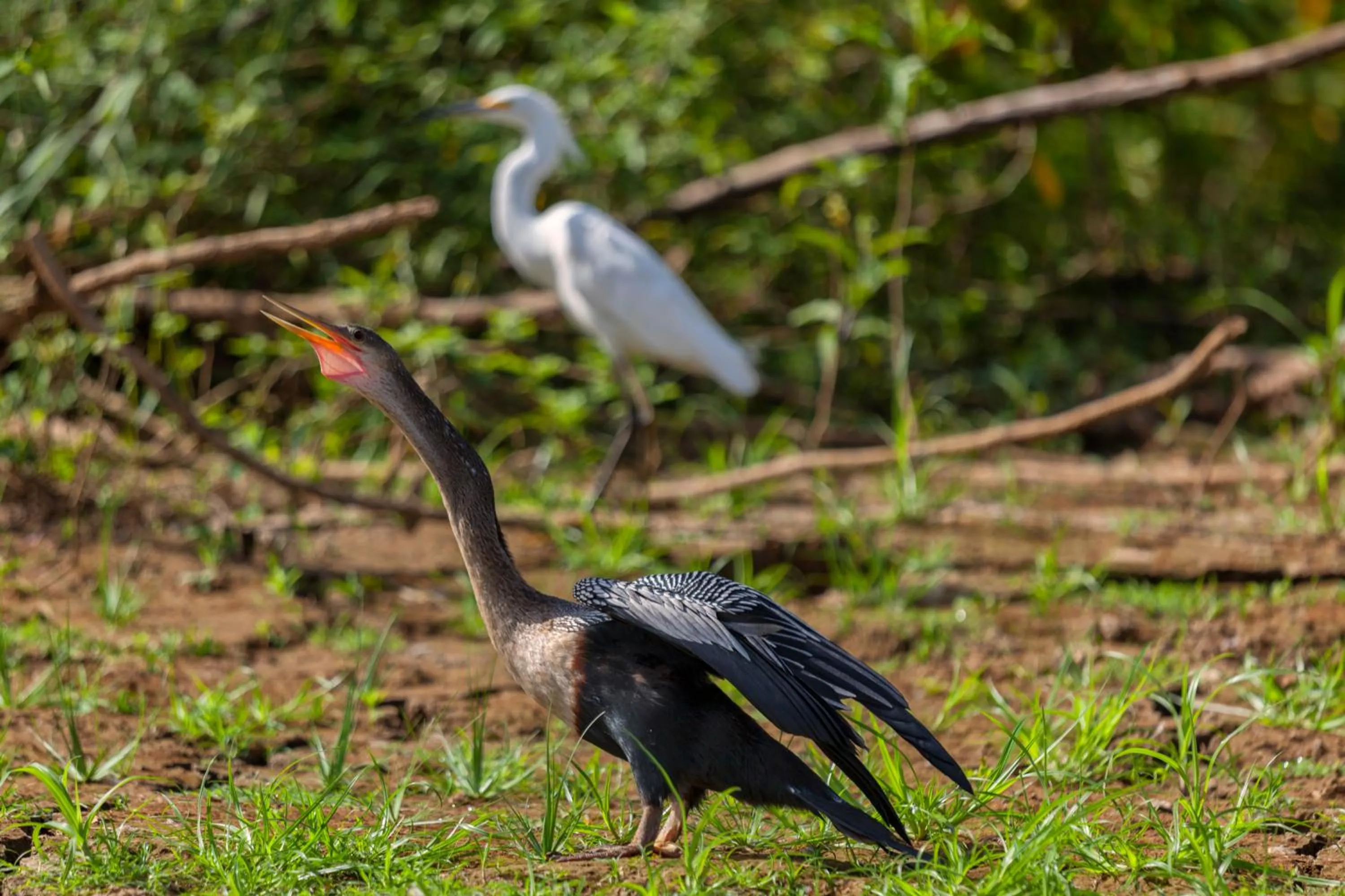 Animals in Natural Lodge Caño Negro