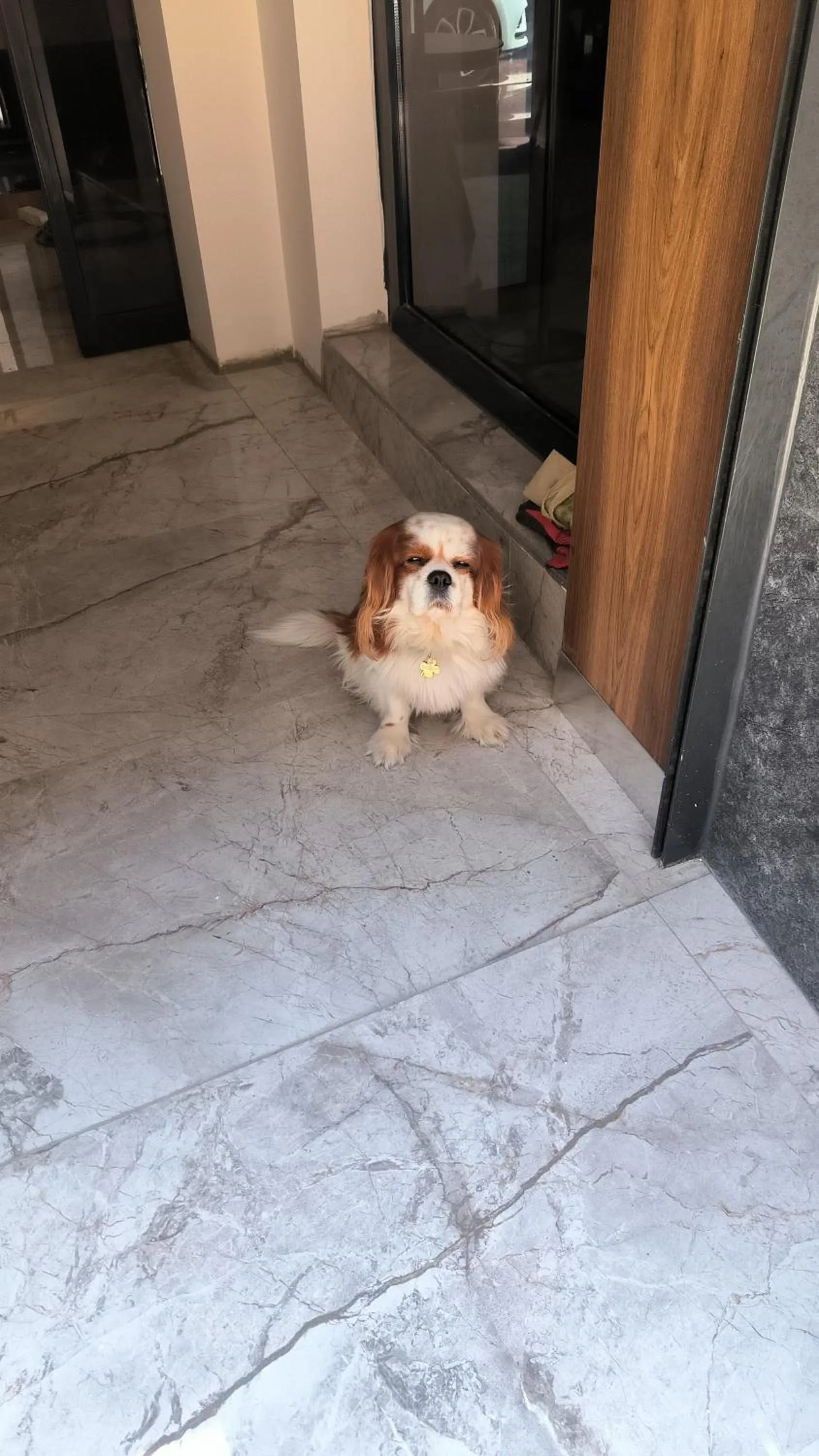 Pets in ROİ HOTEL İZMiR