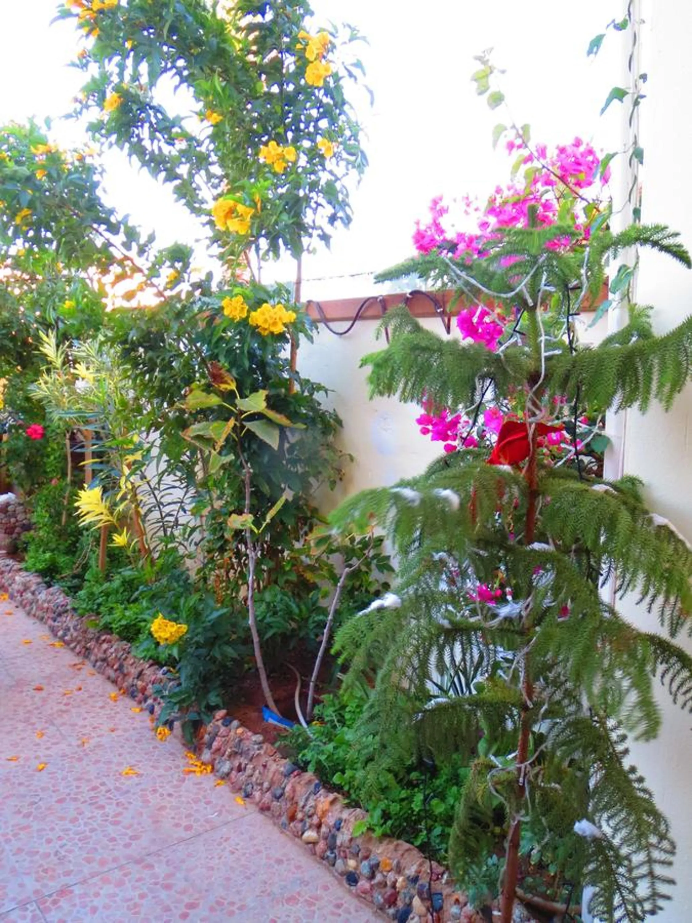 Garden in Villa Boghdady Dahab