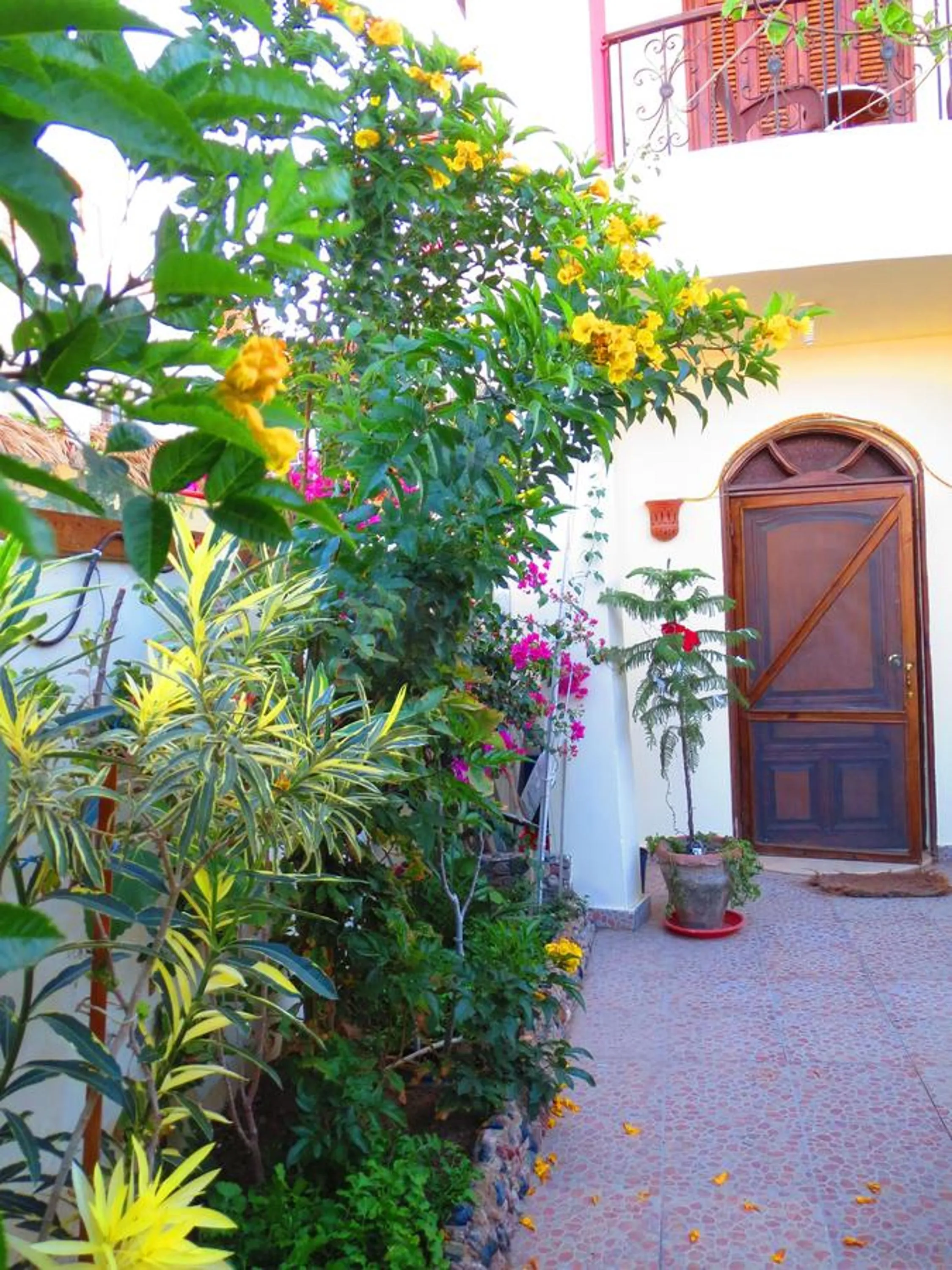 Garden view in Villa Boghdady Dahab