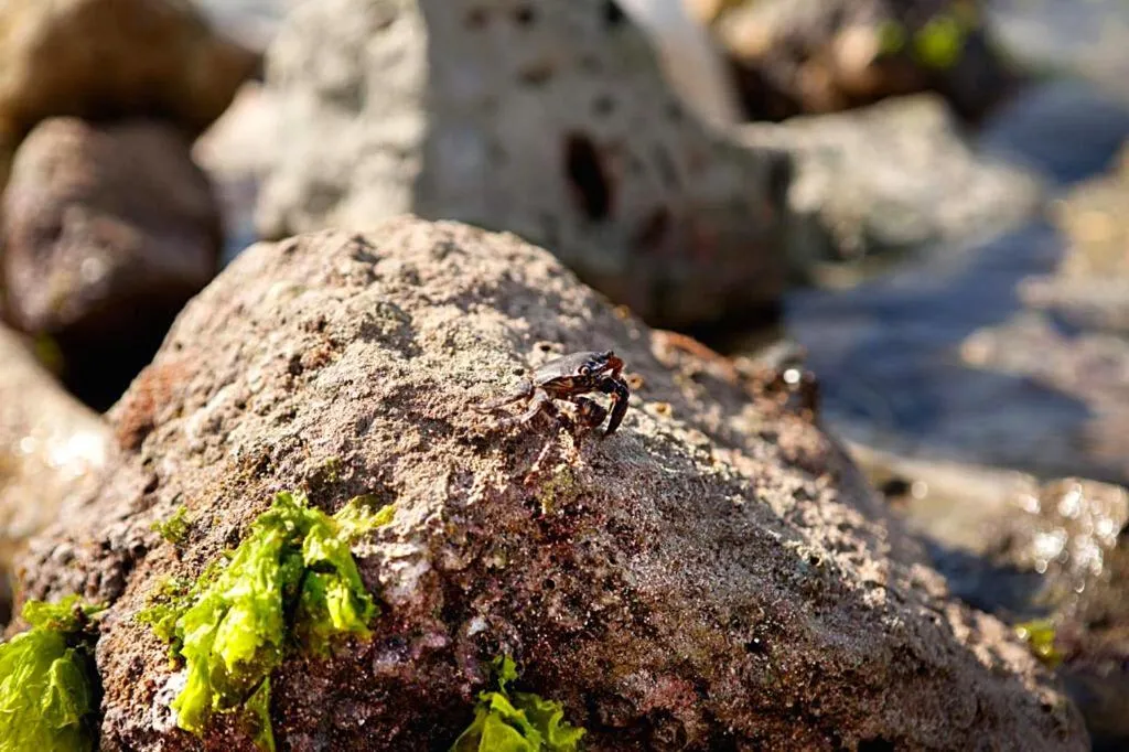 Natural landscape in Hotel la Spiaggia