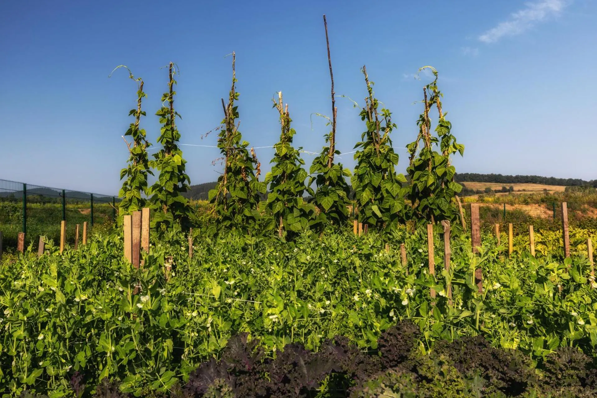 Natural landscape in Dworzysko