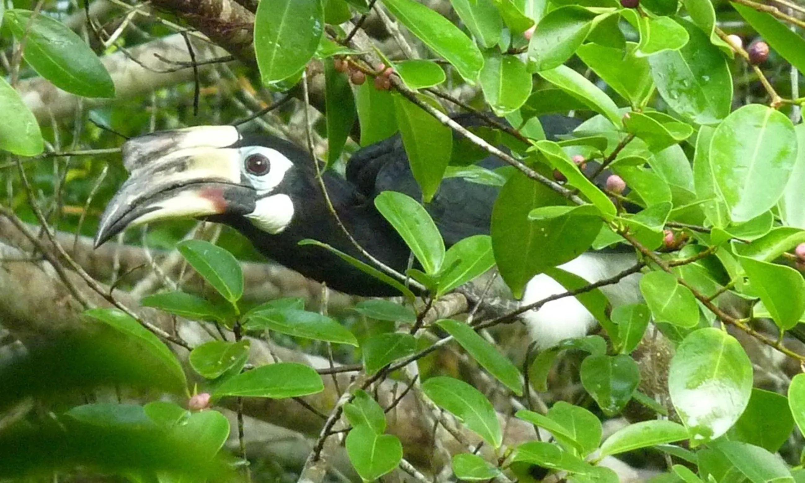Garden in Baandin Chiewlarn