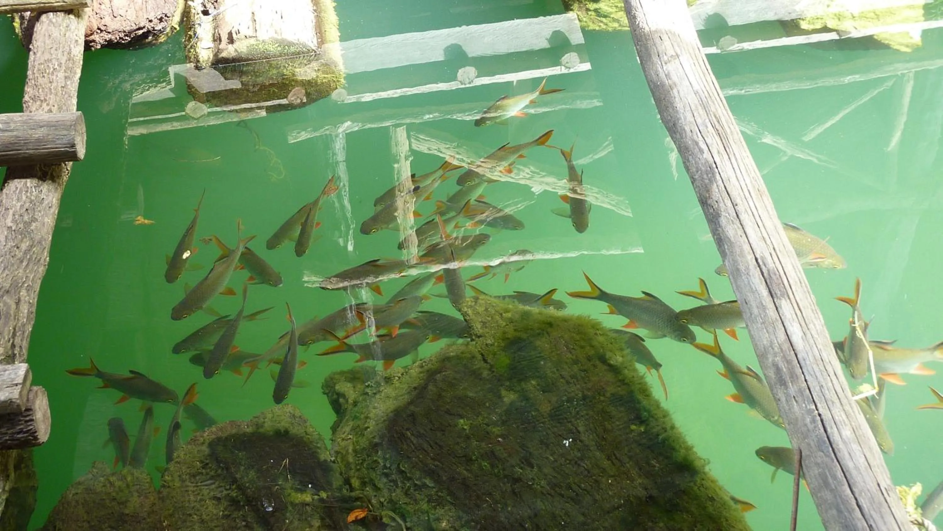 Fishing in Baandin Chiewlarn